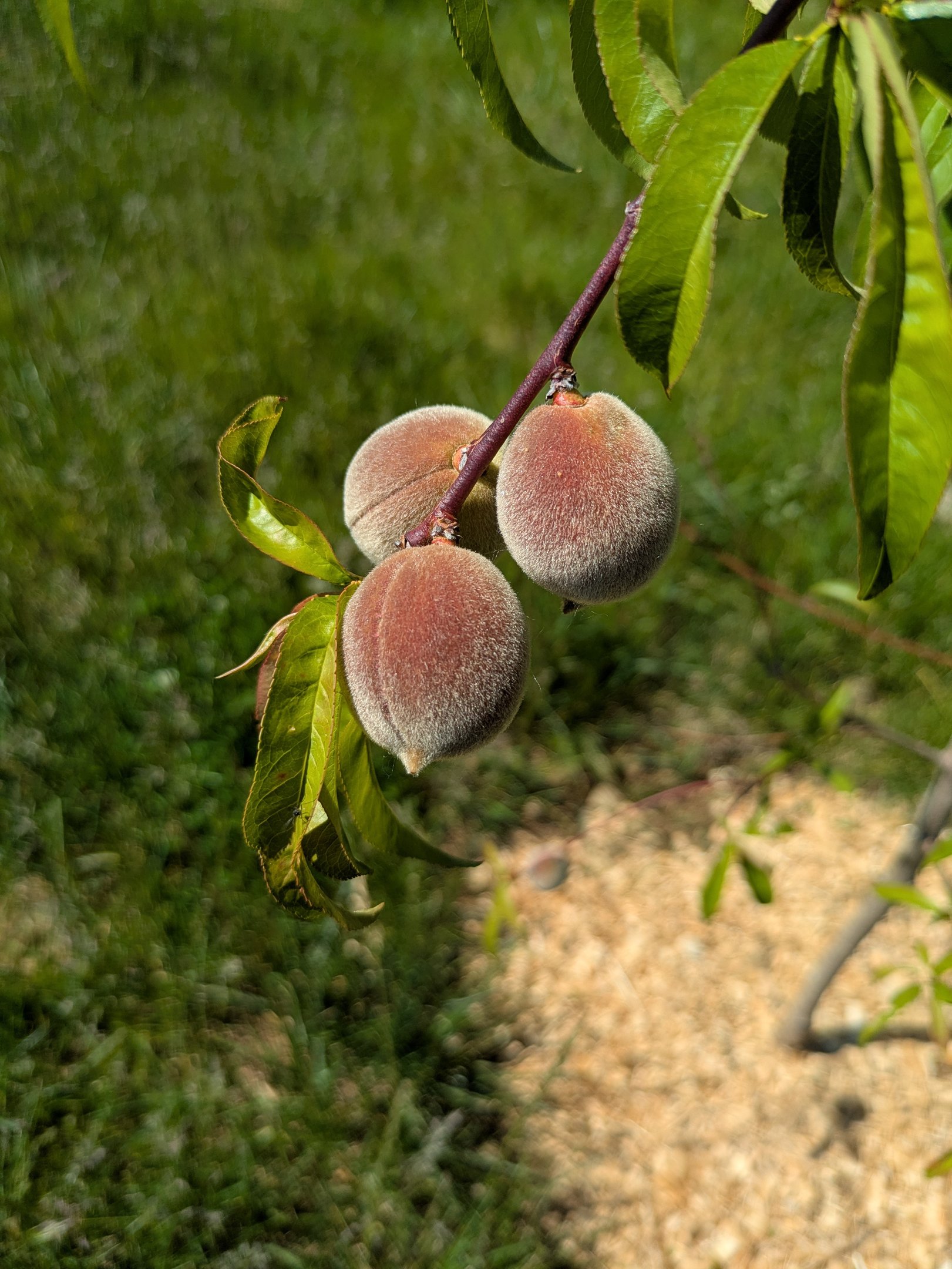 Peaches growing on a tree