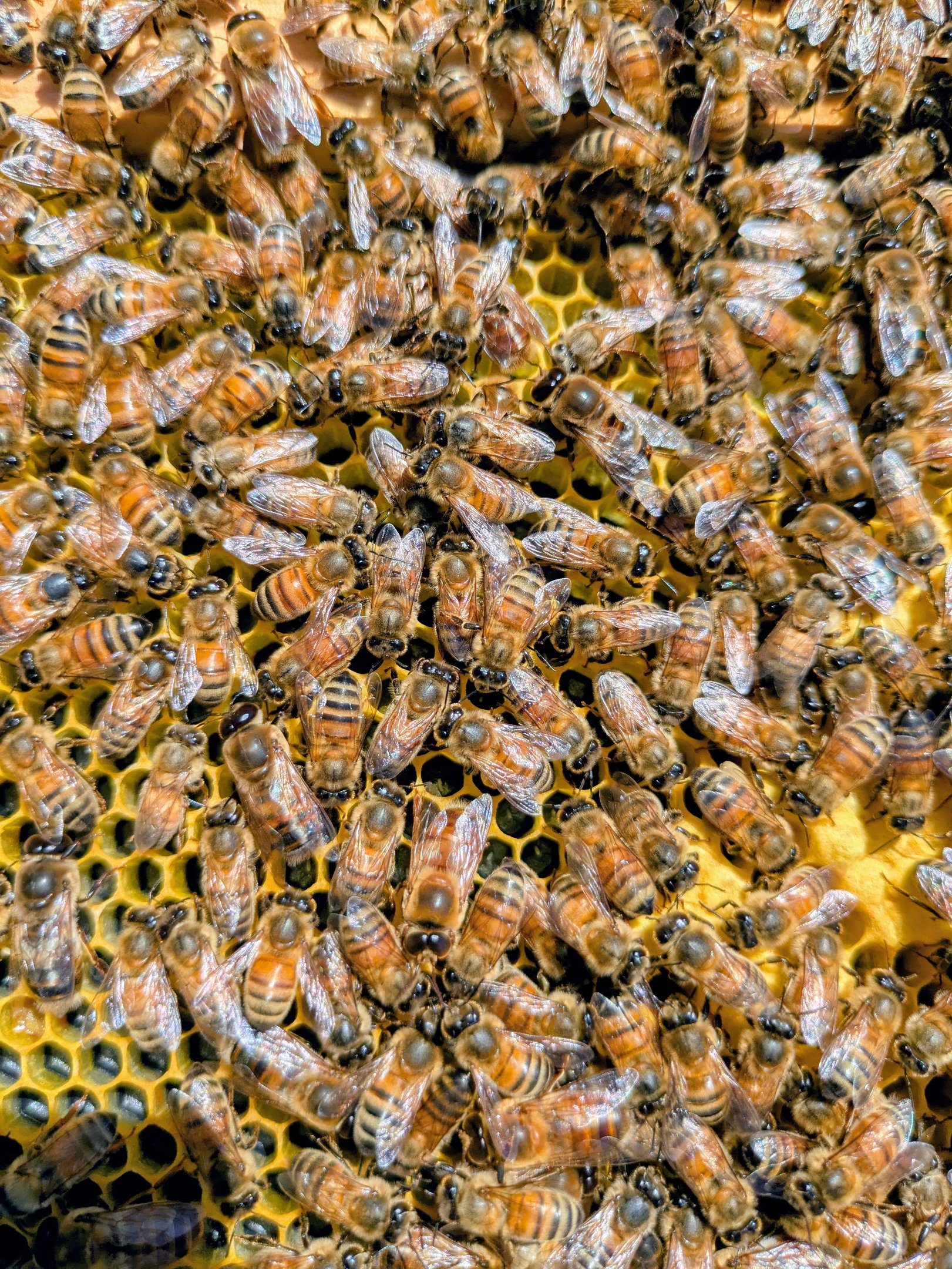 Bees working on building honeycomb