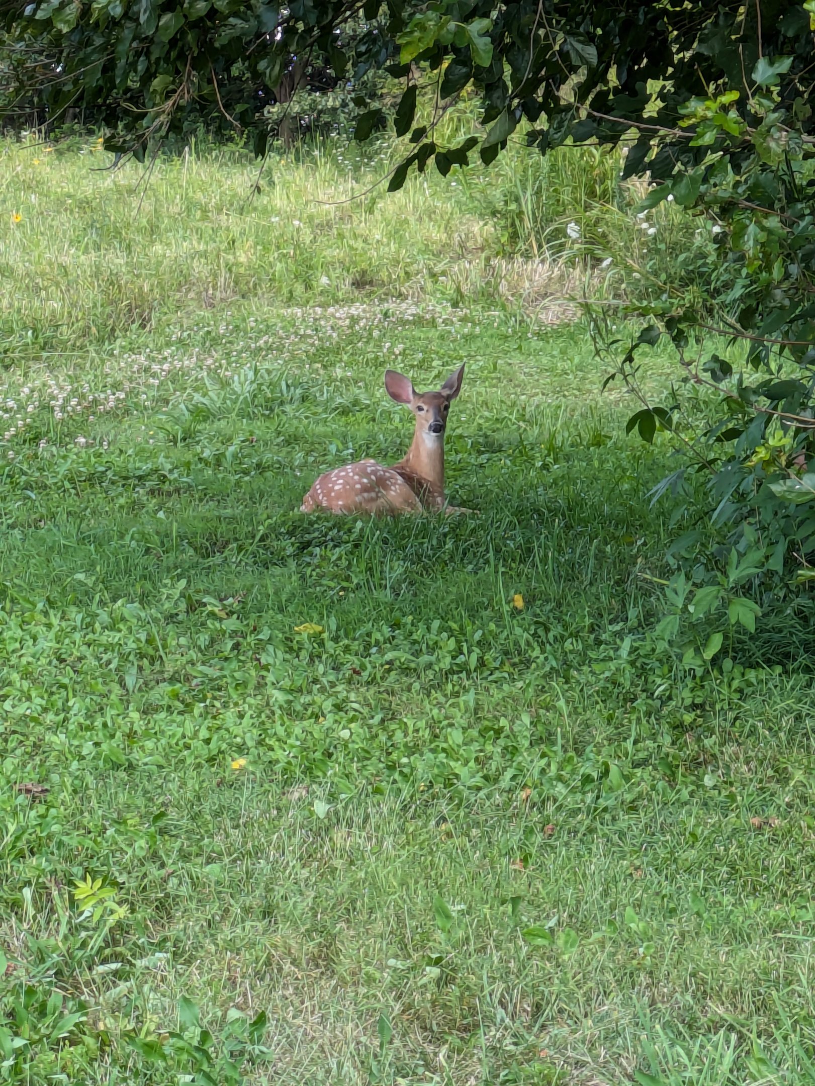 A young spotted deer relaxing in a field