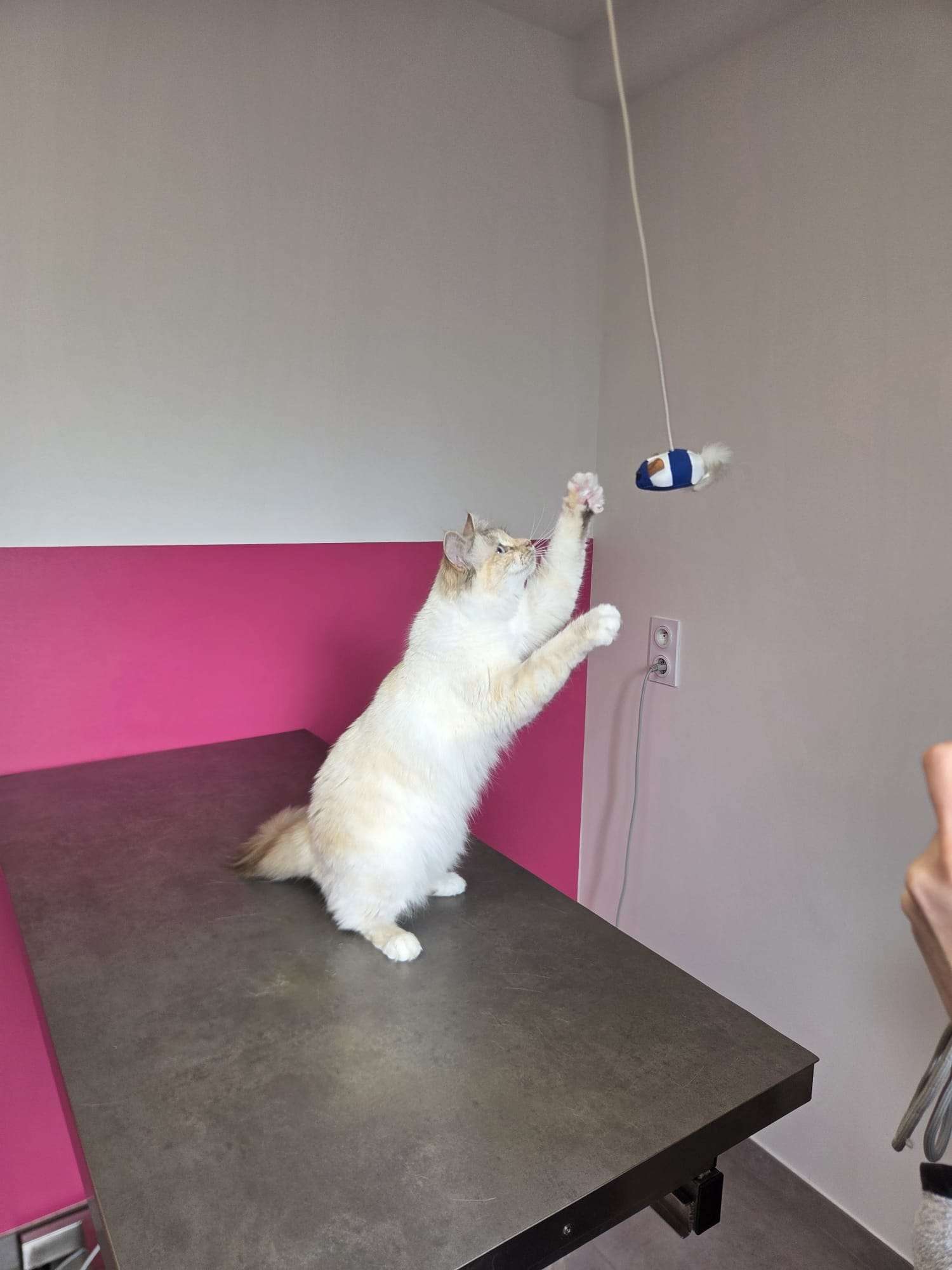 Yuki - Sacré de Birmanie Blue Tabby Tortie Point - Joue avec un jouet