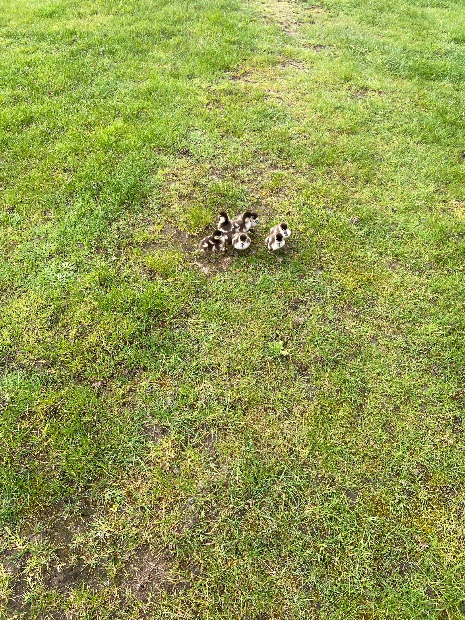 A group of six tiny goslings, lost and looking for mum and dad
