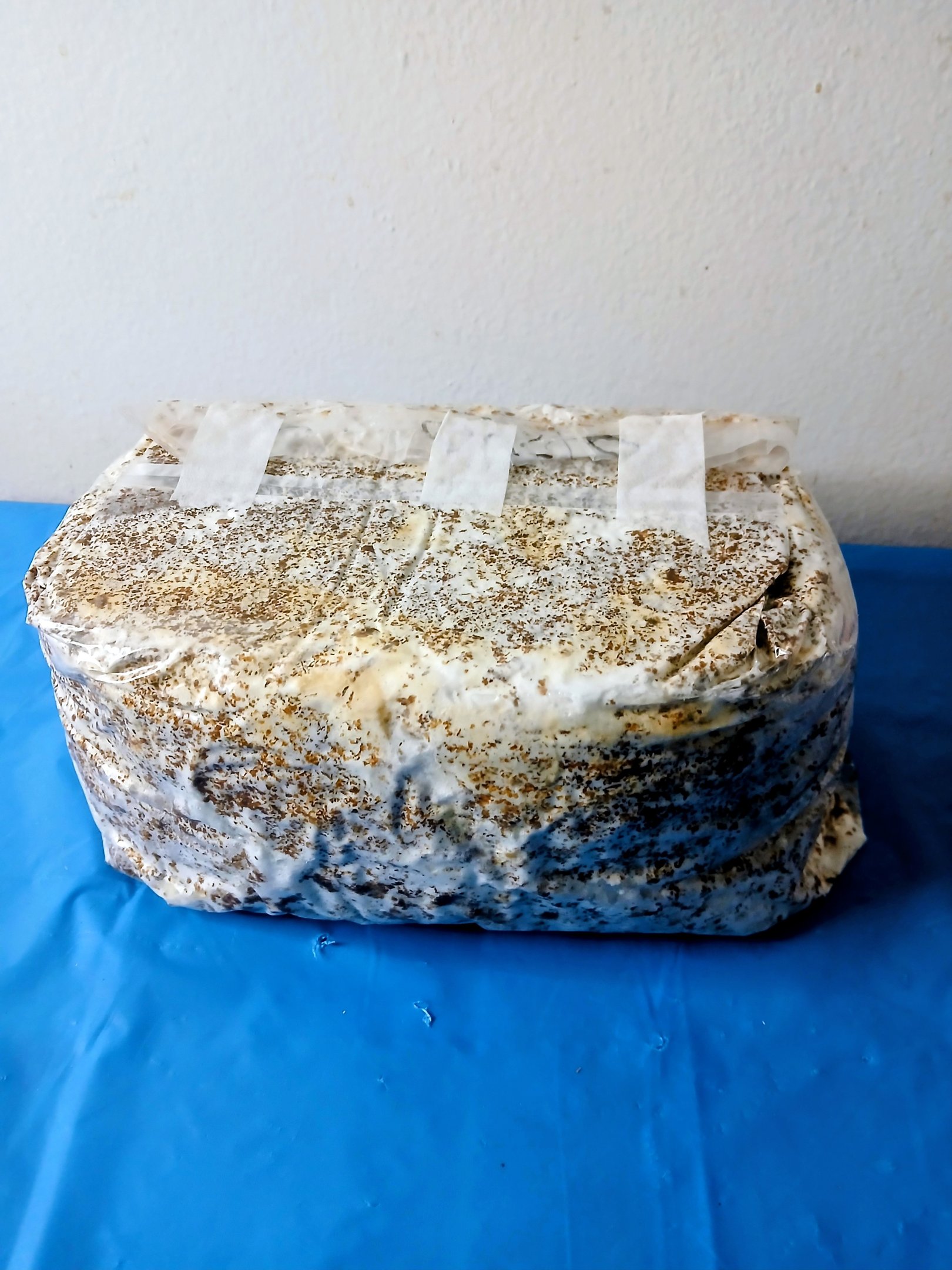 Blue Oyster mushroom fruiting block