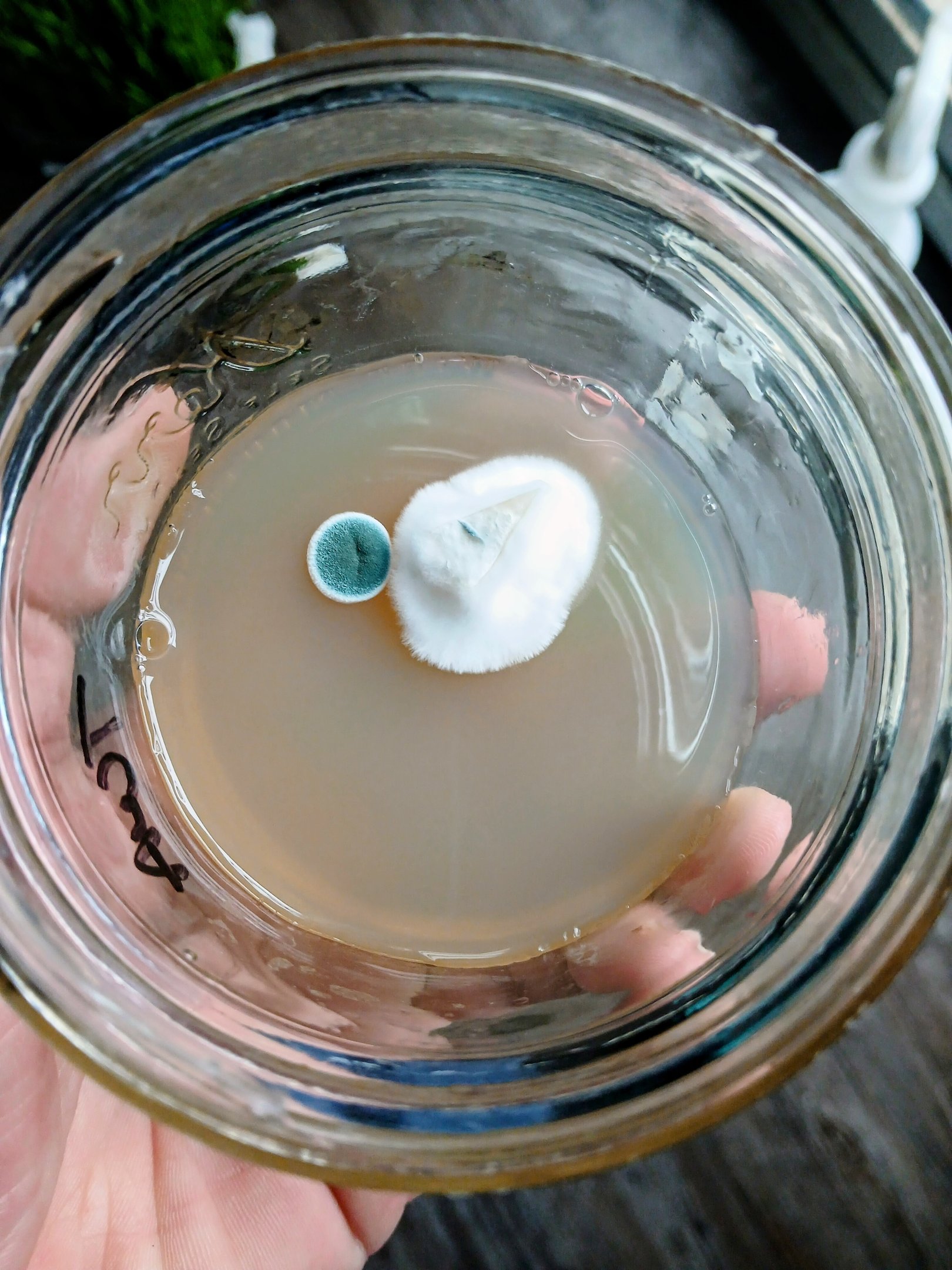 agar with trich green mold
