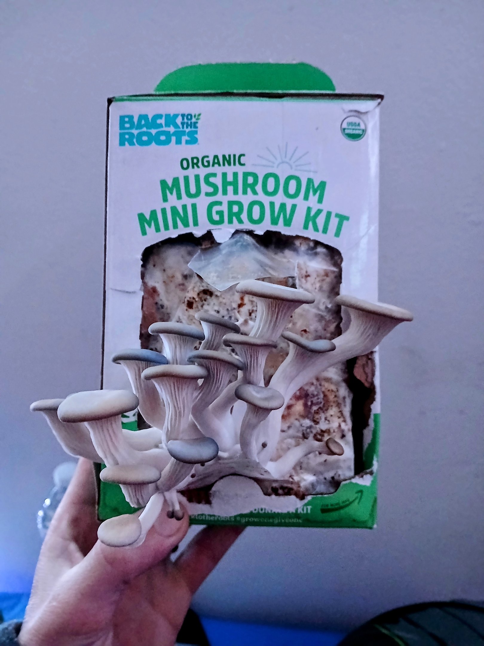 Back to the Roots Organic Mushroom Grow Kit displayed on a countertop, showing the growing block and