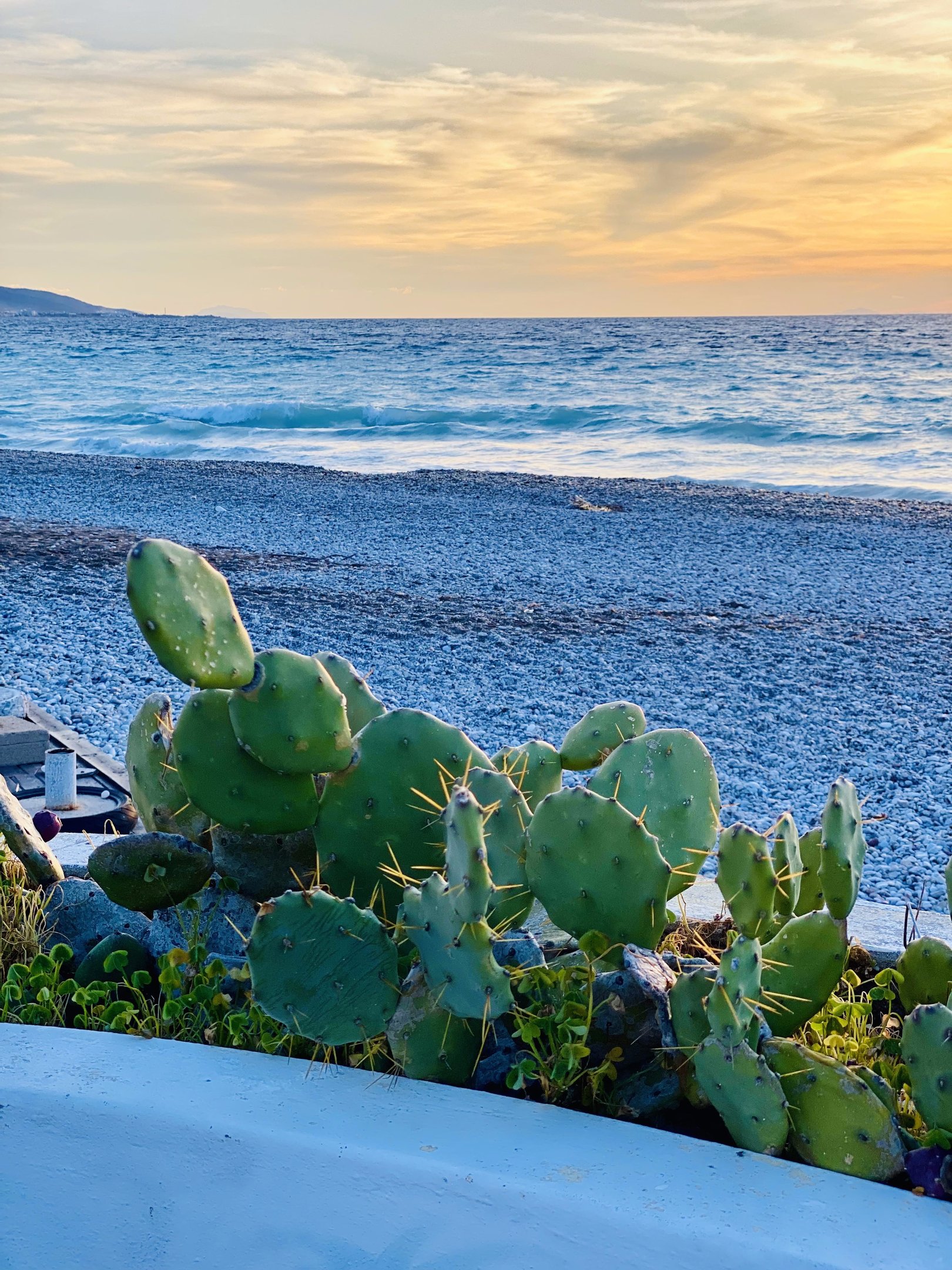 Green prickly pear cactus overlooking a blue ocean waves and rocky beach at sunset.