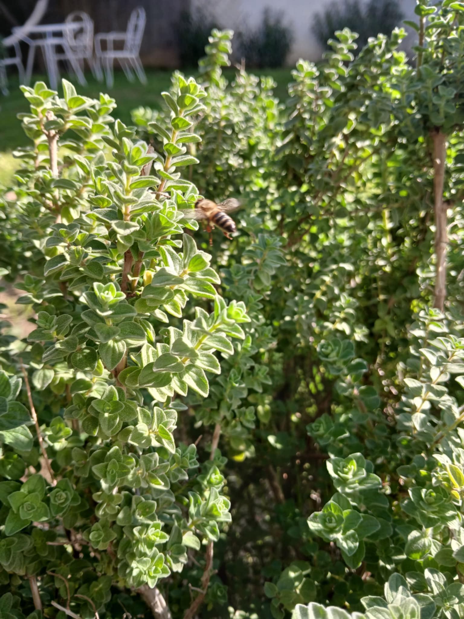 a bee on an Organic Greek oregano plant