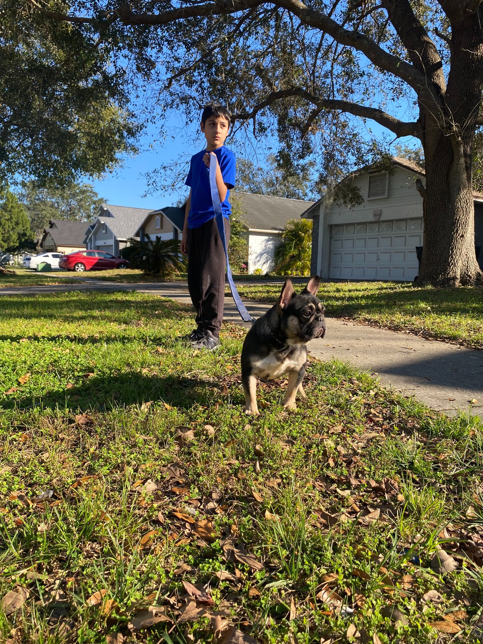 FRENCH BULLDOG, FRENCHIES, TITANIUM KILO KENNELS
