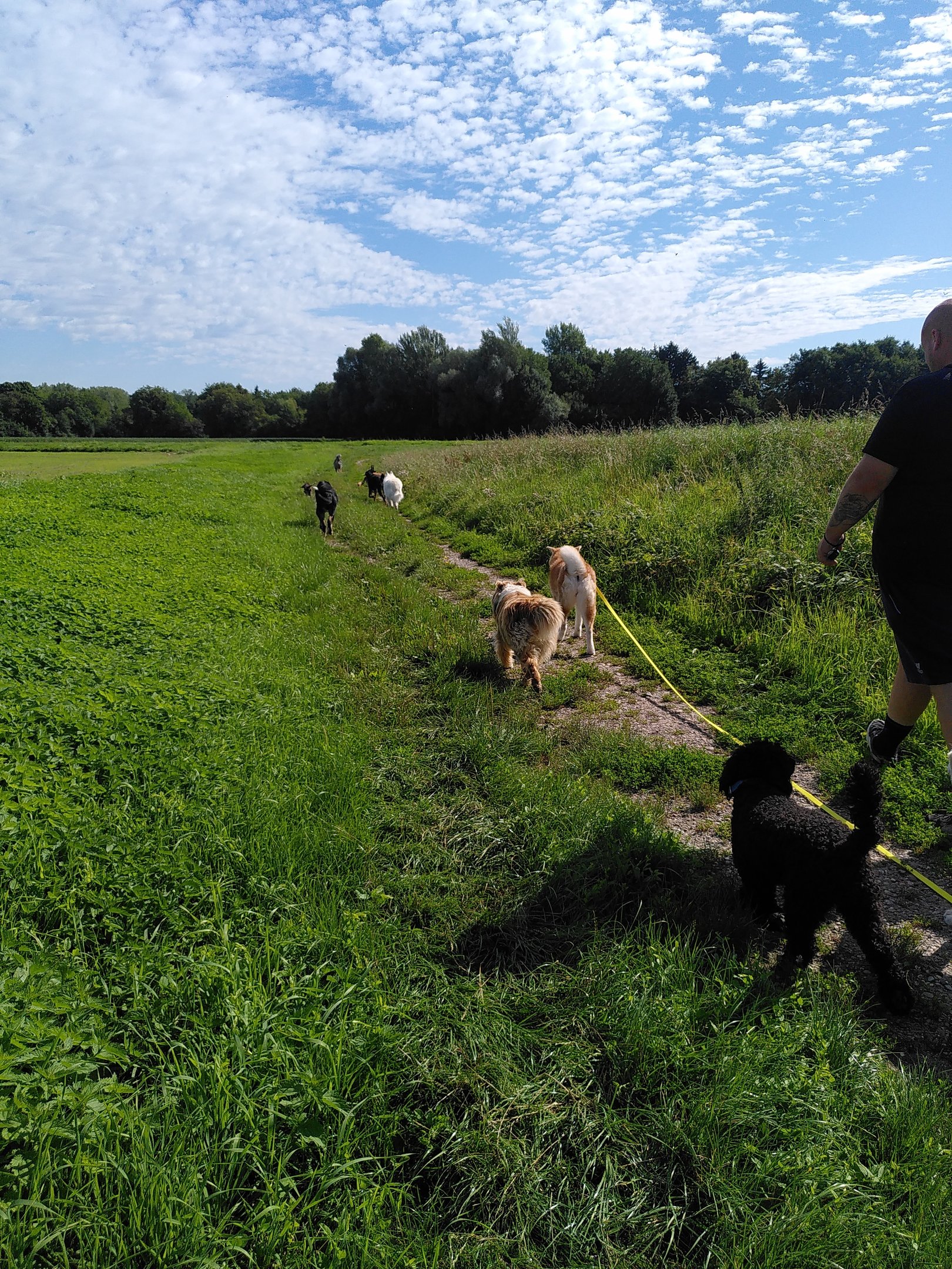 promenade avec d'autres copains