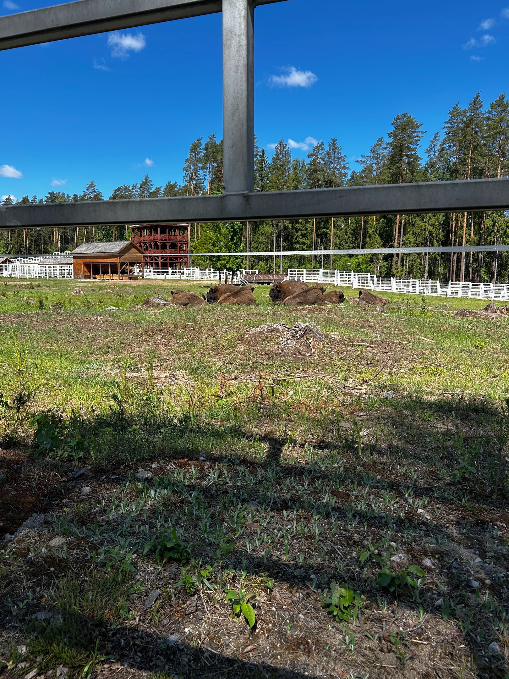 Supraśl, Podlasie, Kopna Góra, Żubr