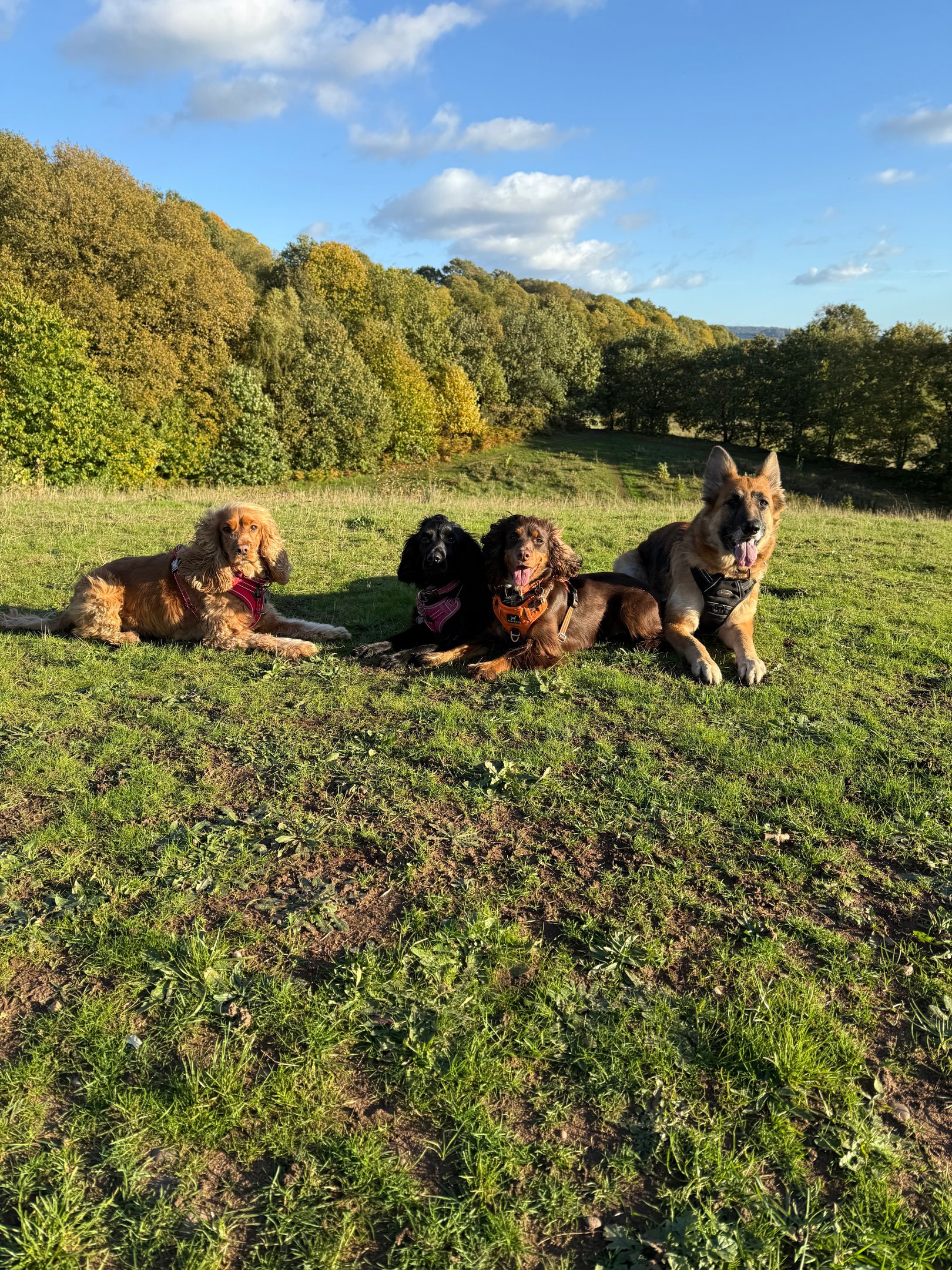 Four dogs sitting together on a grassy hillside during a countryside dog walk.