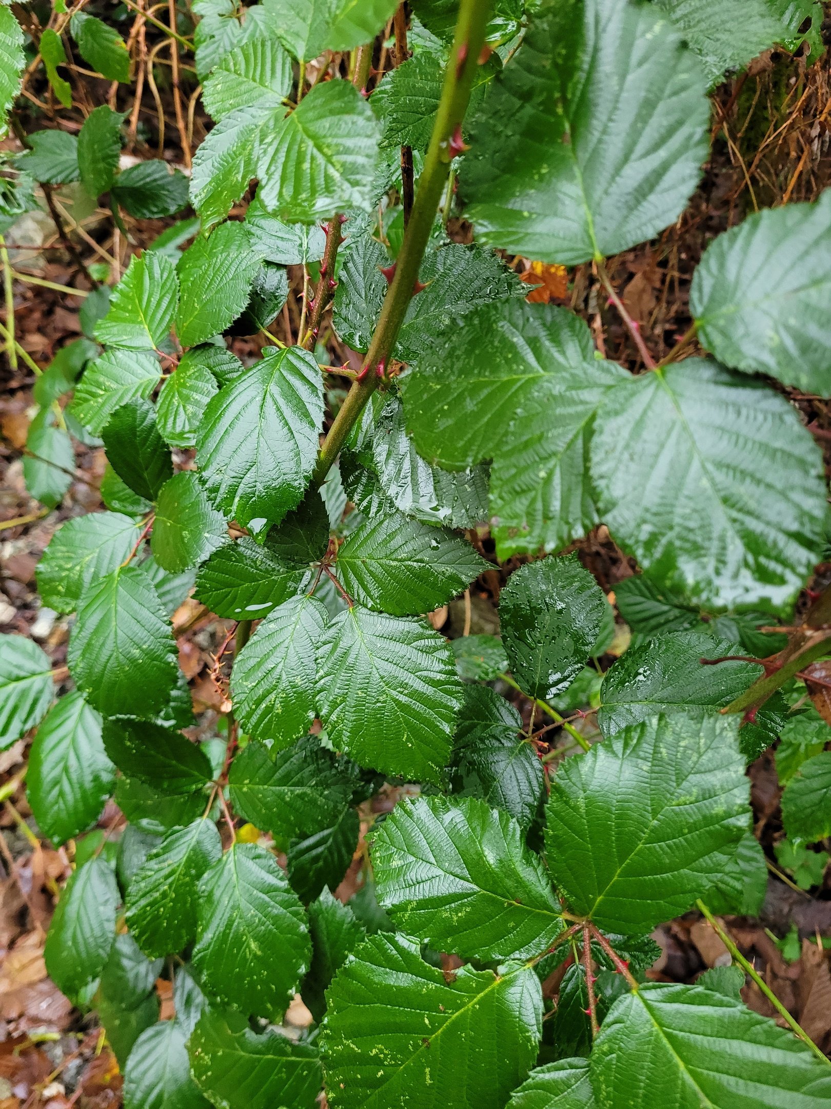 close up picture of blackberry canes and leaves