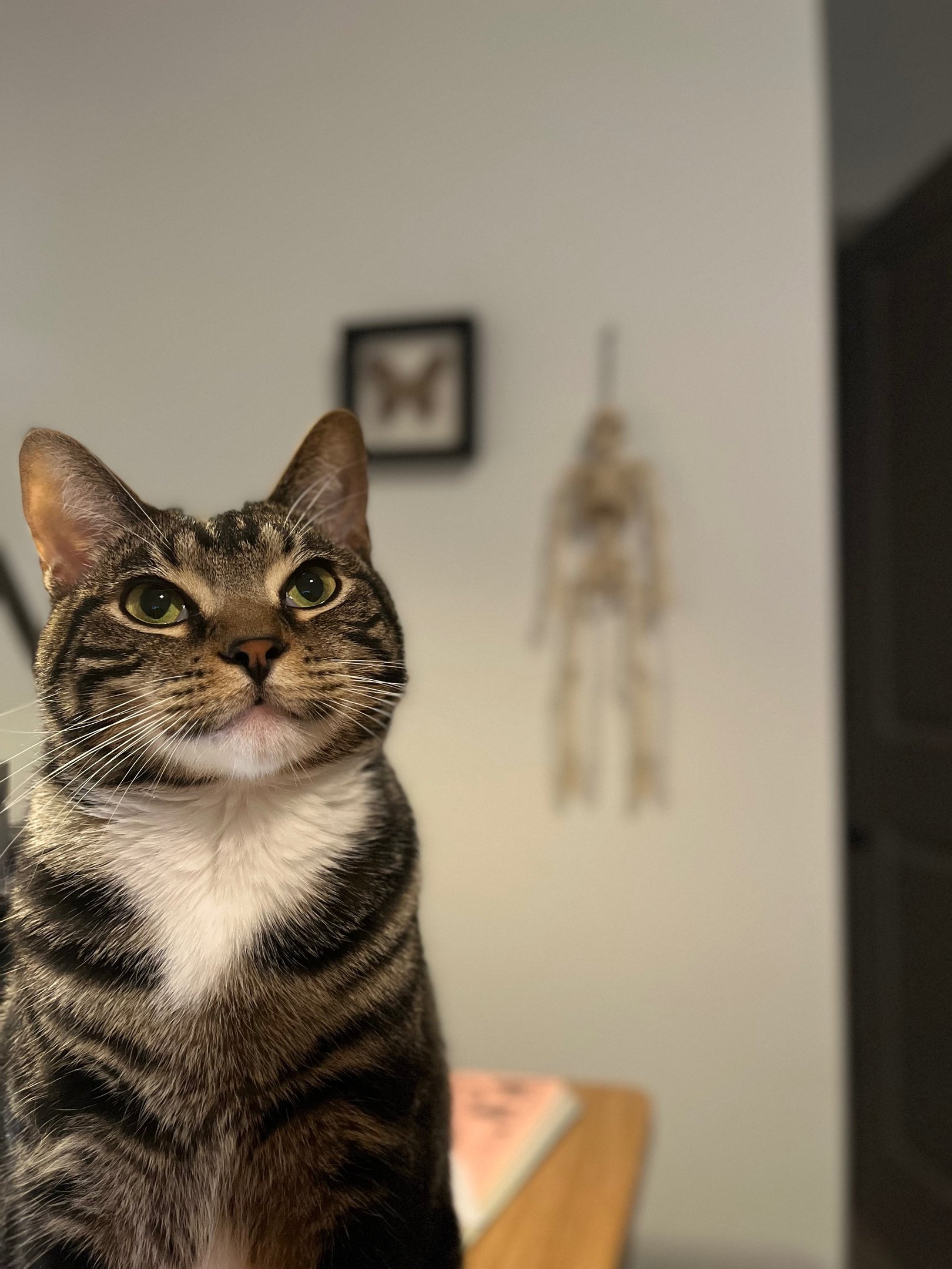 A brown tabby cat with green eyes and white chest fur looks up thoughtfully in a home setting.