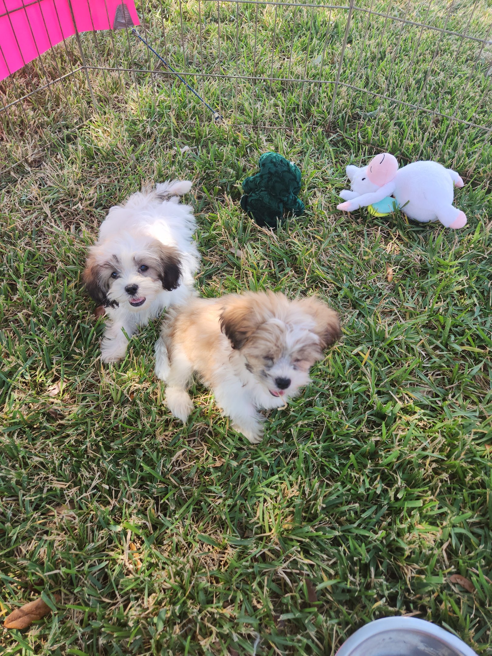 Two Mal-Shi puppies with toys outside in Dallas Texas