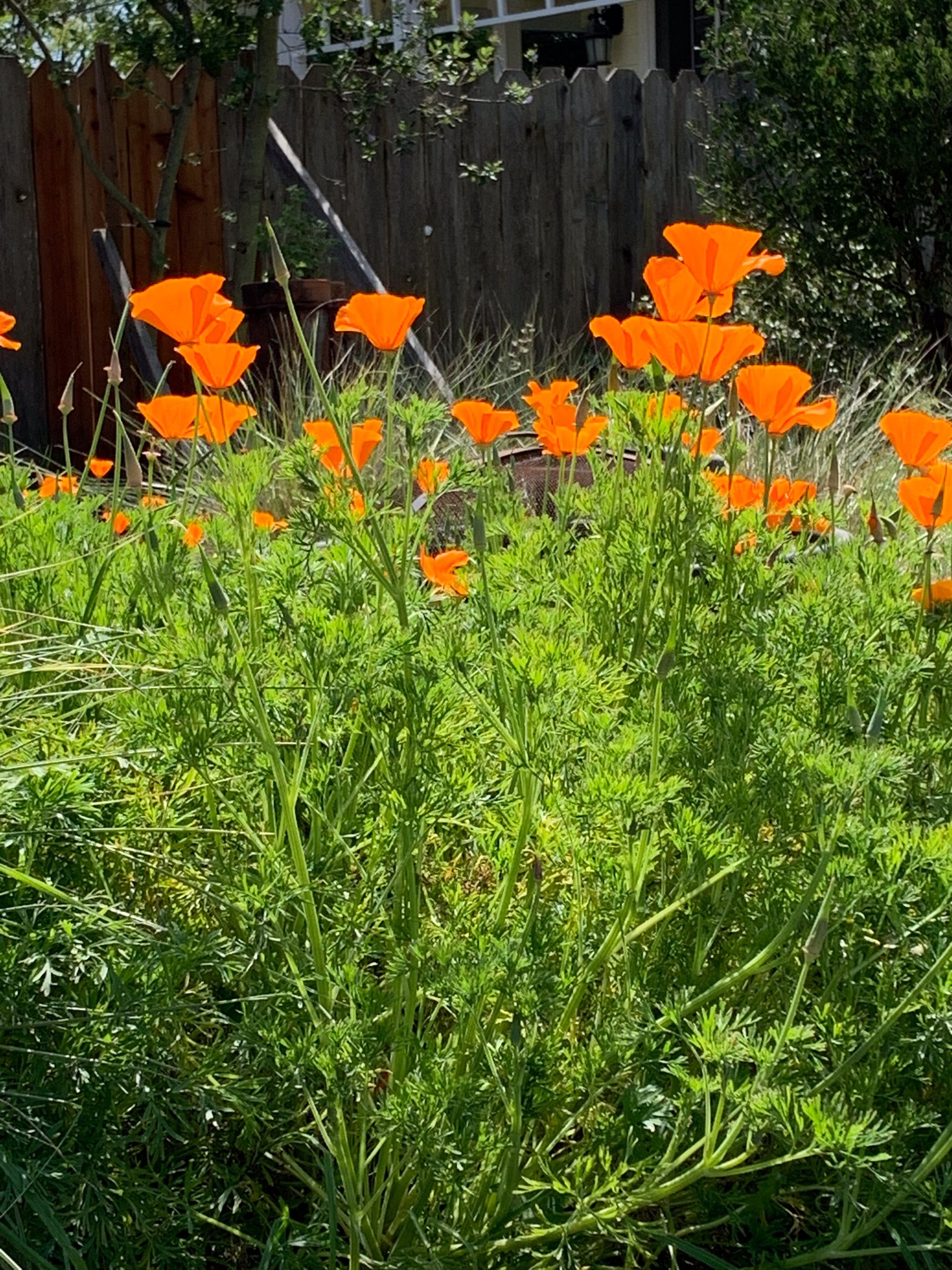 green California poppies with their orange flowers glowing in the sun