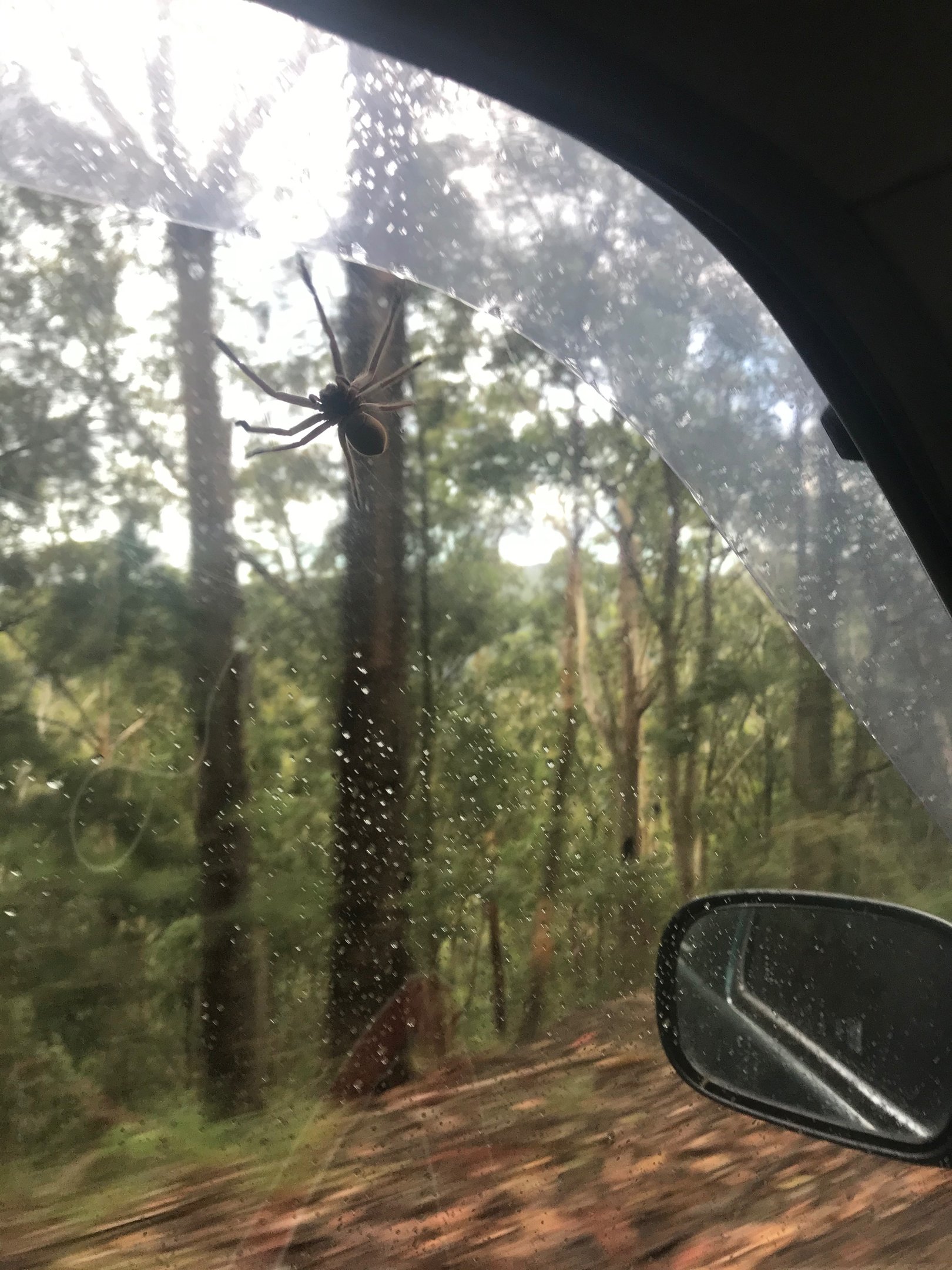 Arañas en Australia