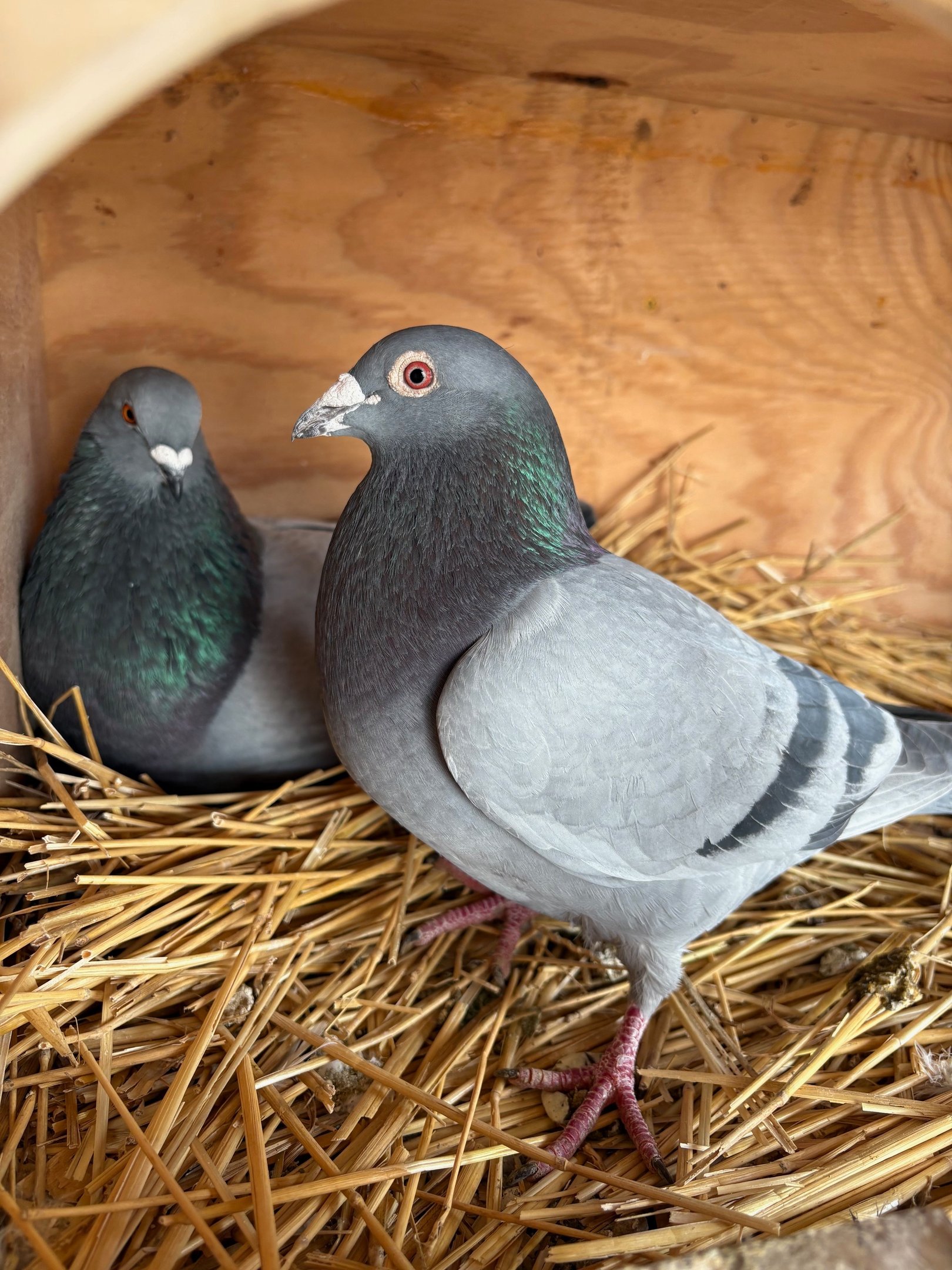 two blue bar pigeons sitting in hay 