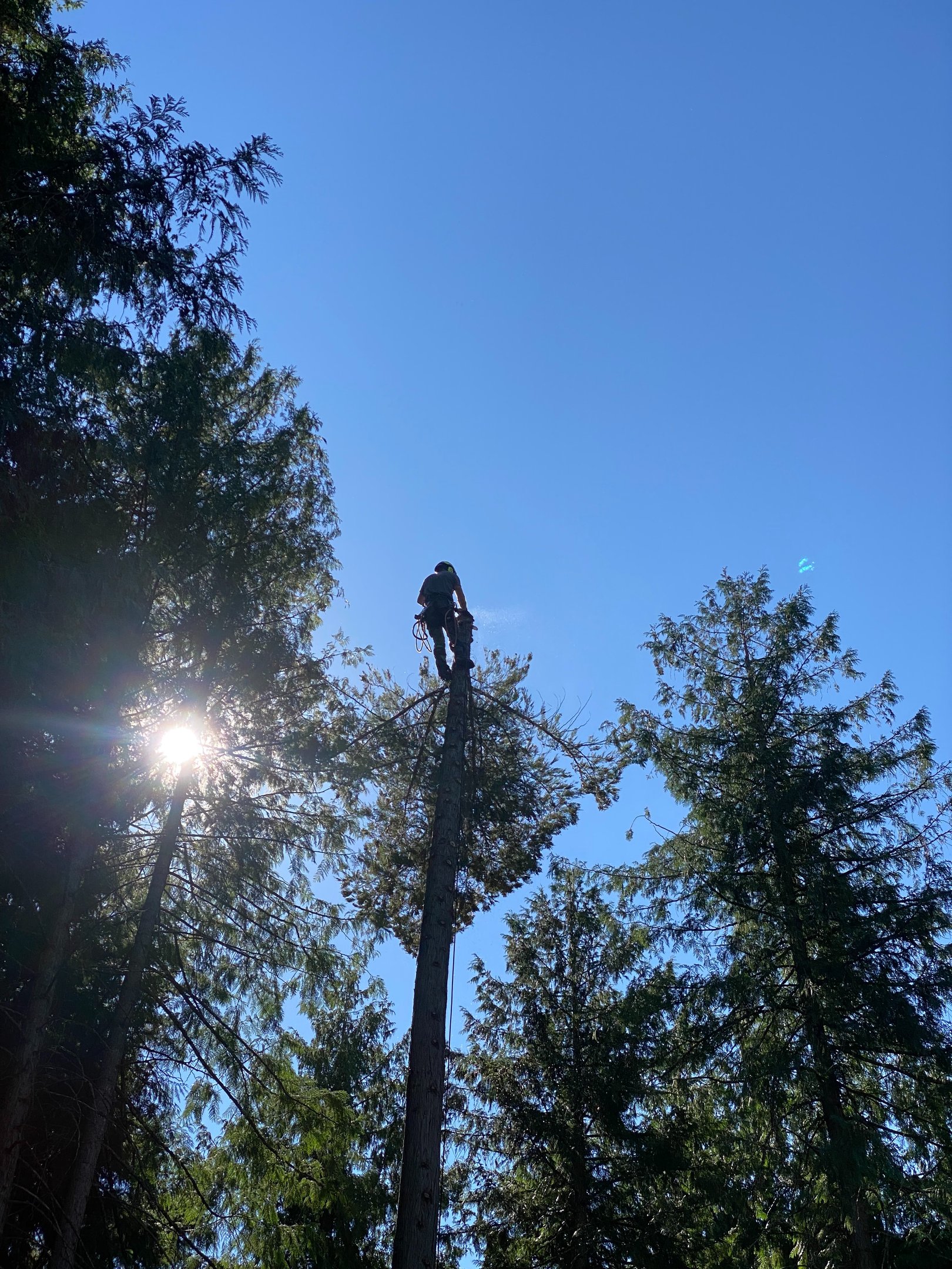 Revelstoke Arborist
