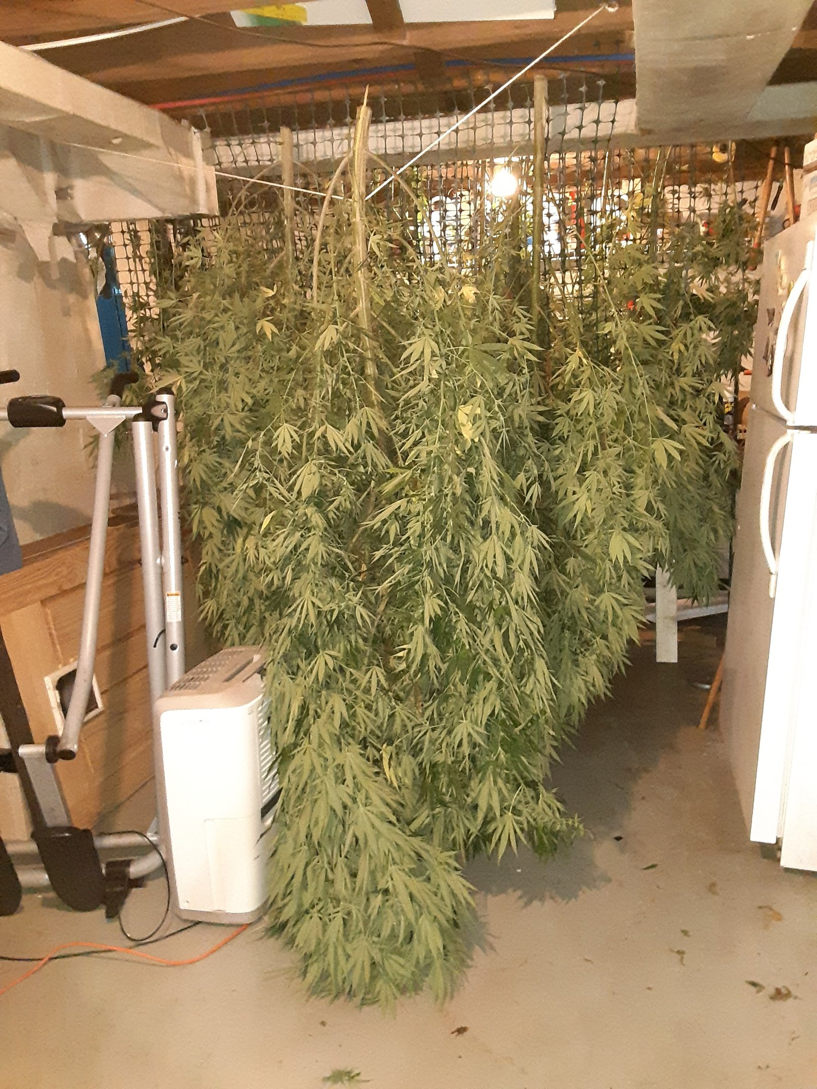 a bunch of hemp plants hanging to dry