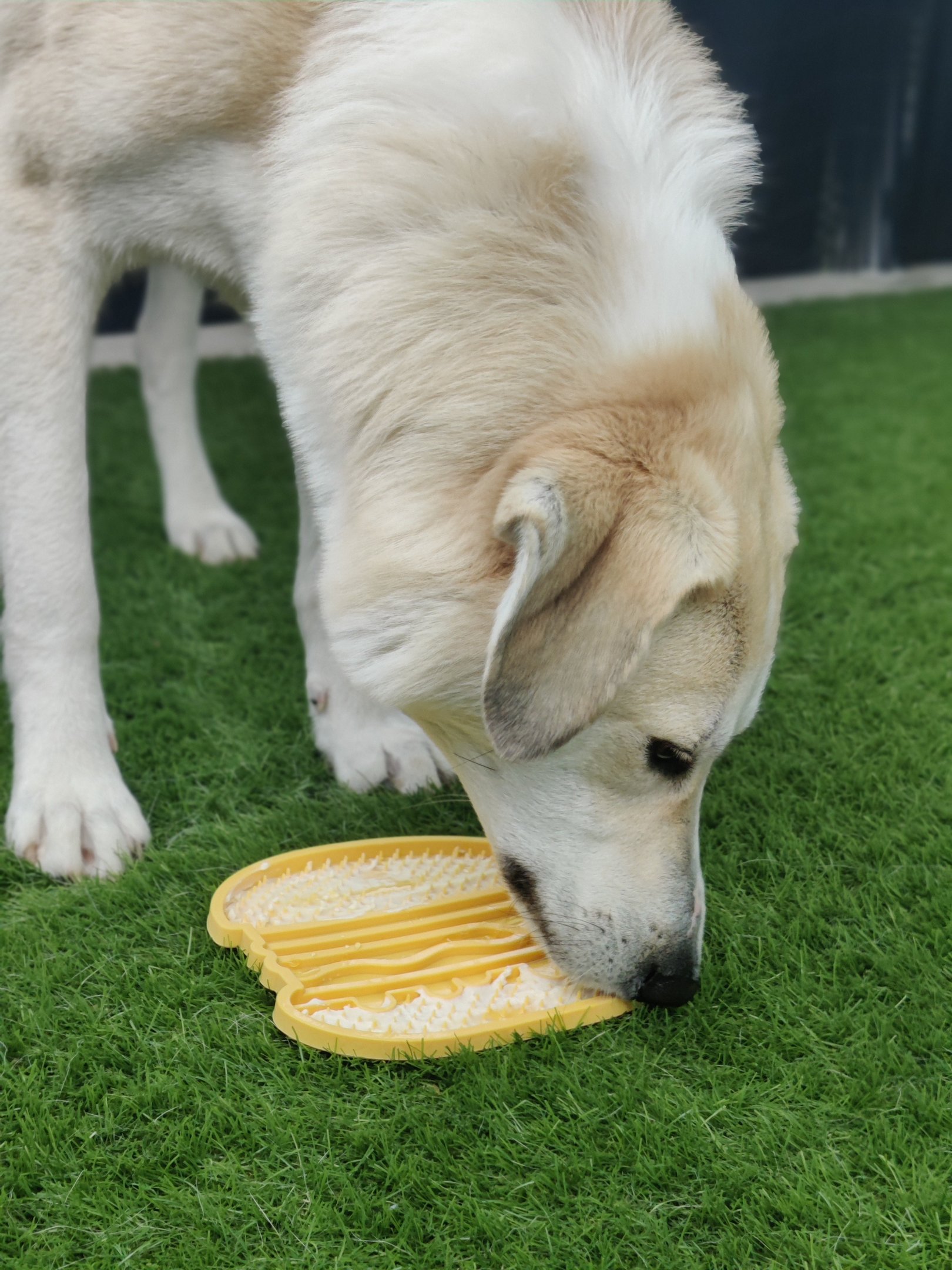 a dog is sniffing a lickmat on the grass
