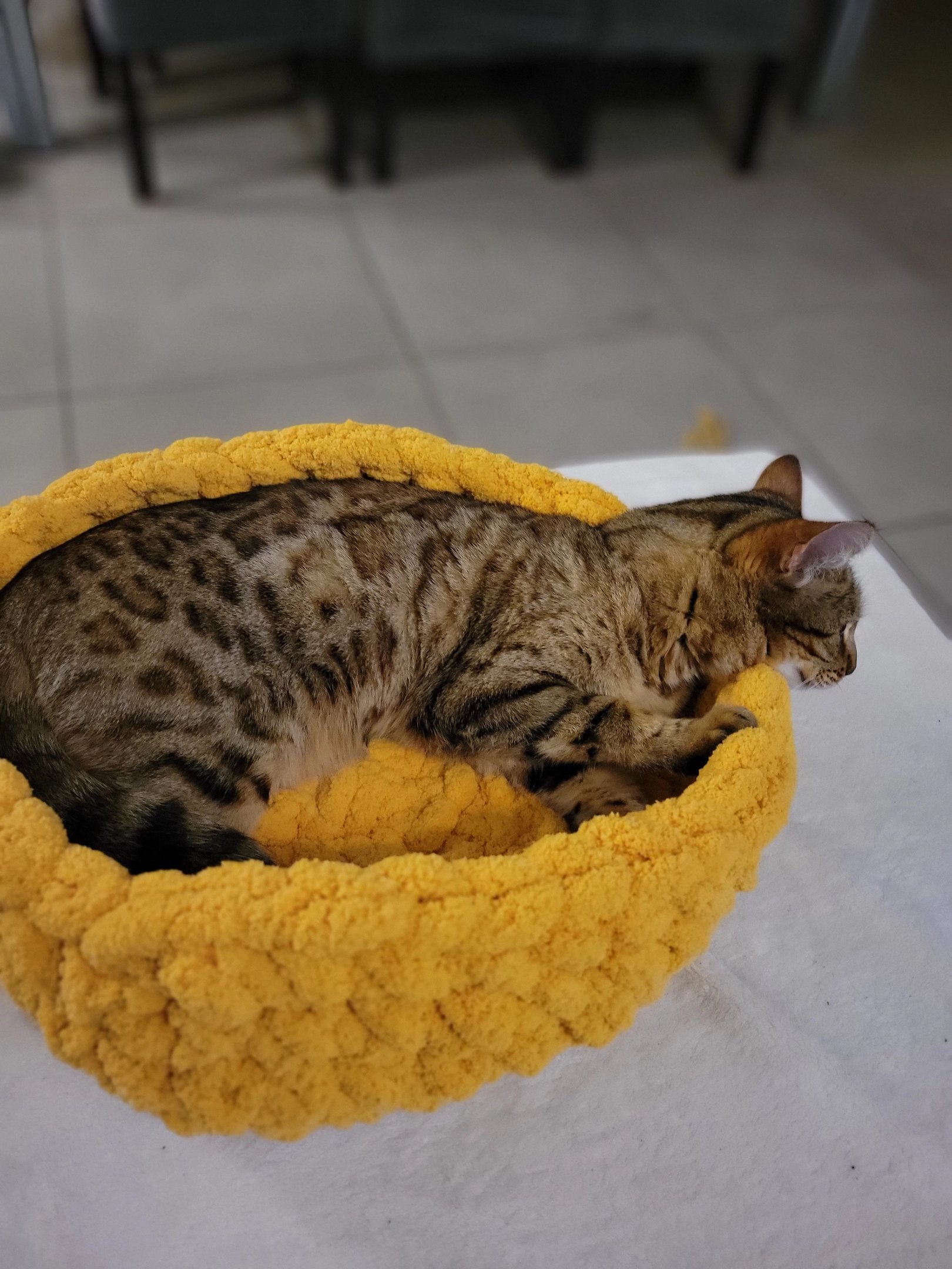 lit chat bengal main coon panier chat chaton aalessa