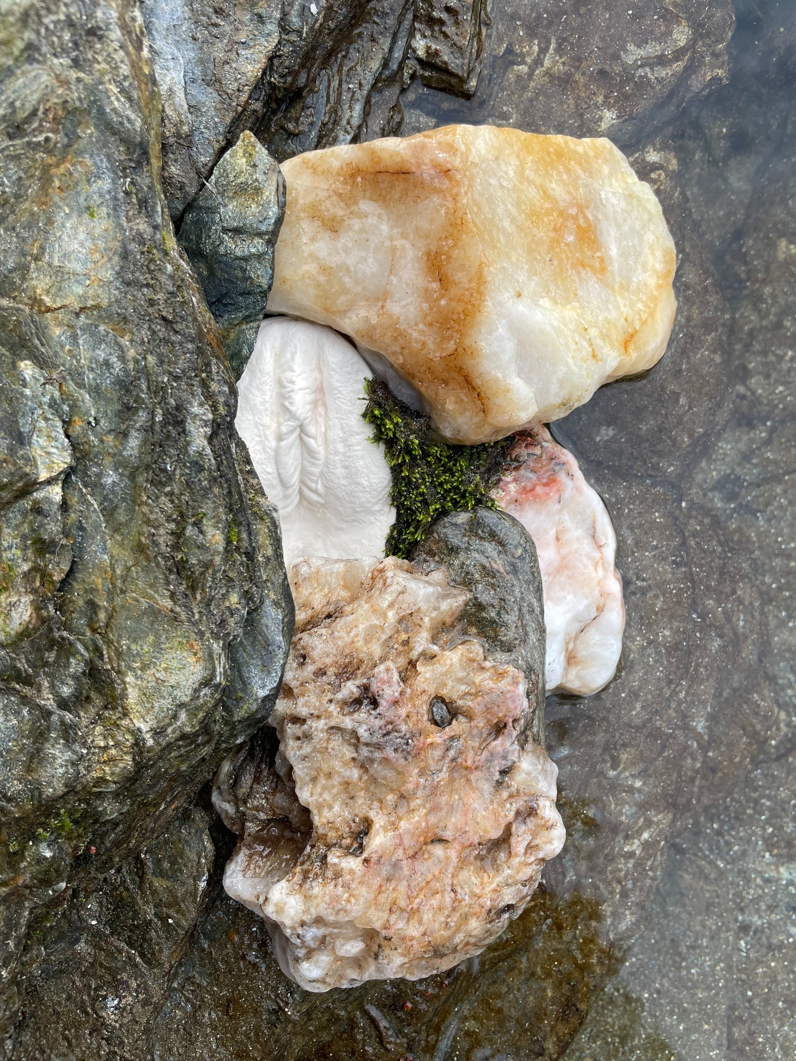 Vulve en plâtre dans fond nature - Moulage intime Bordeaux