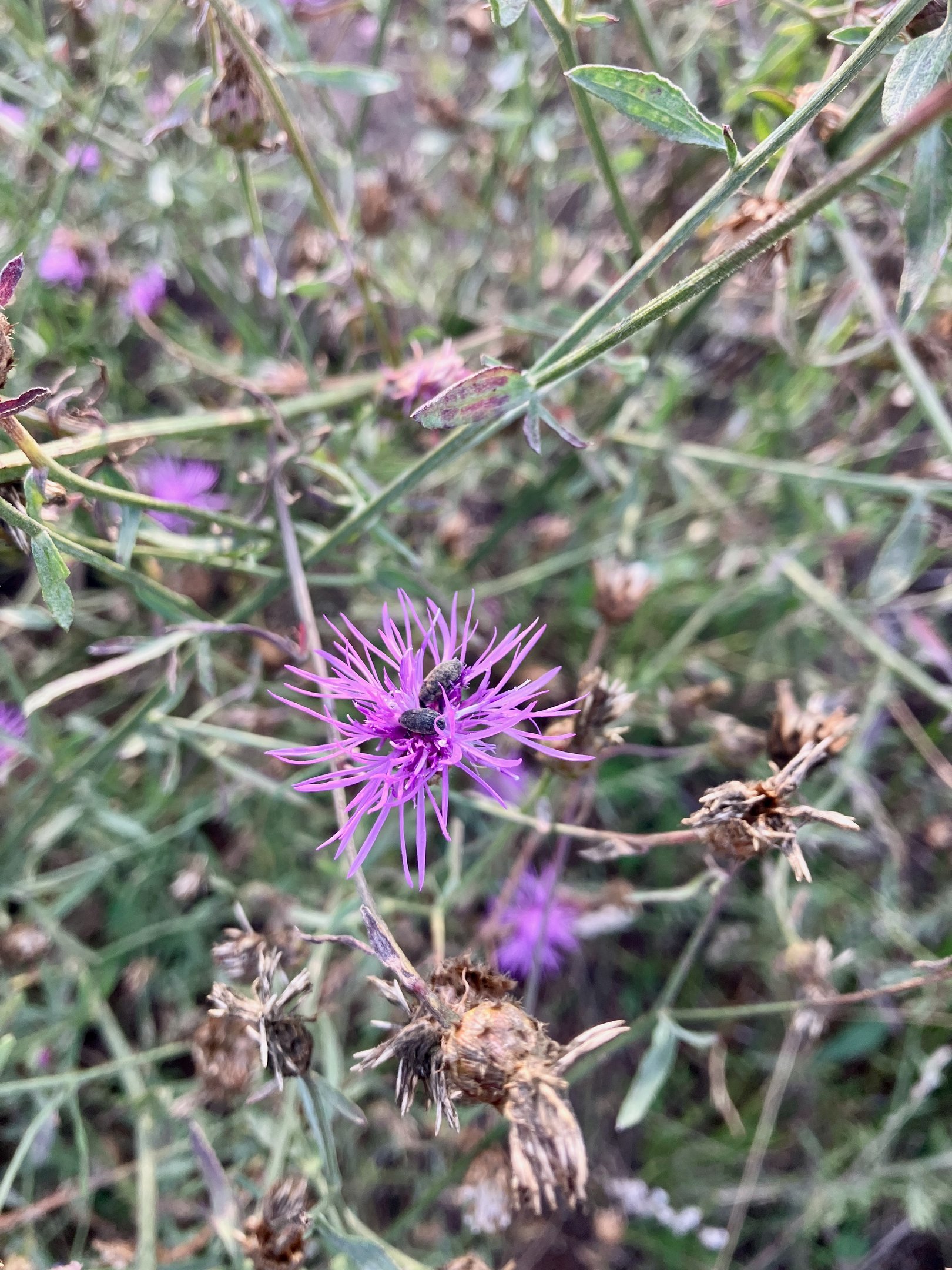 Knapweed Flower Weevils