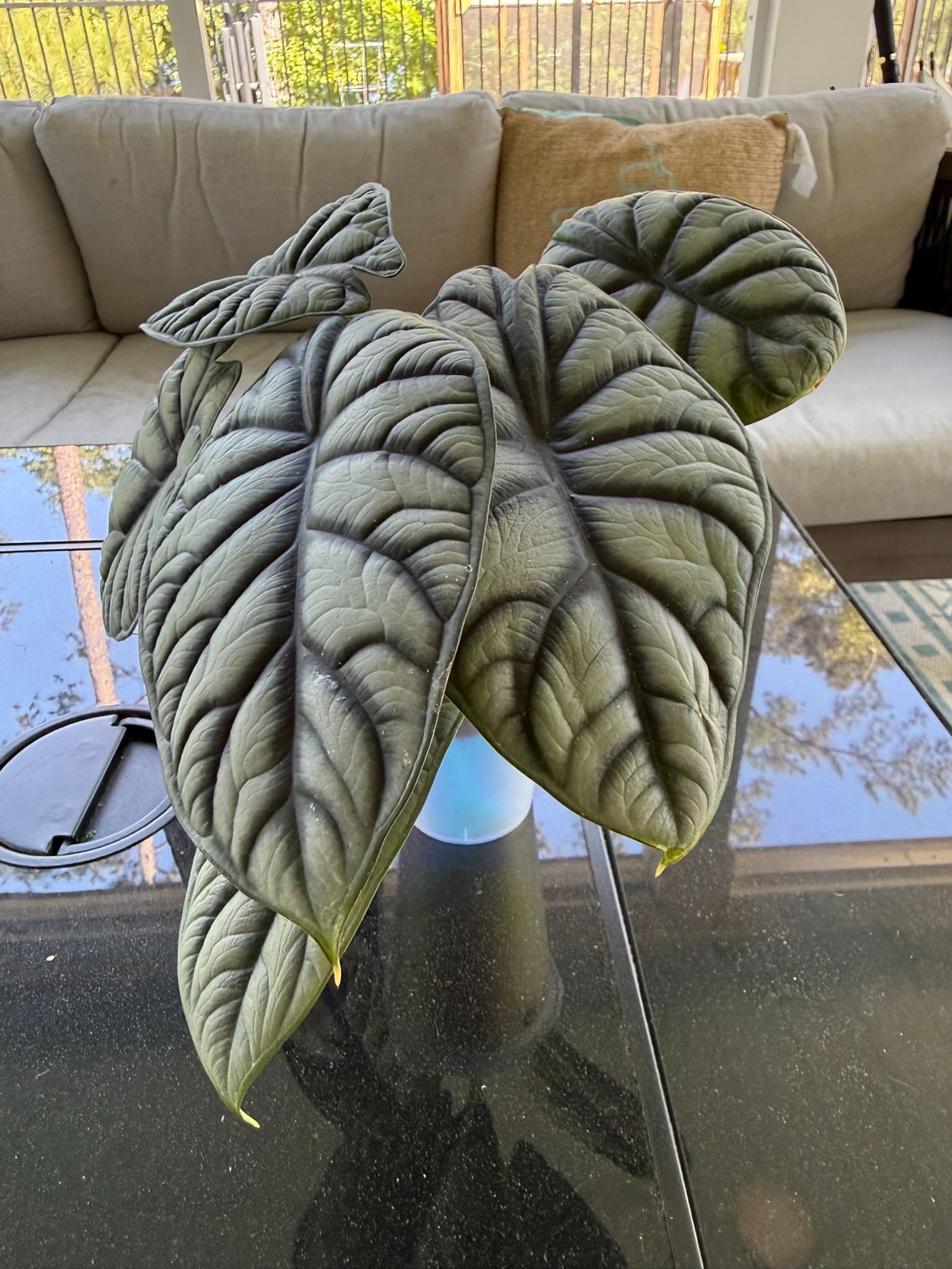 Mature Silver Dragon alocasia