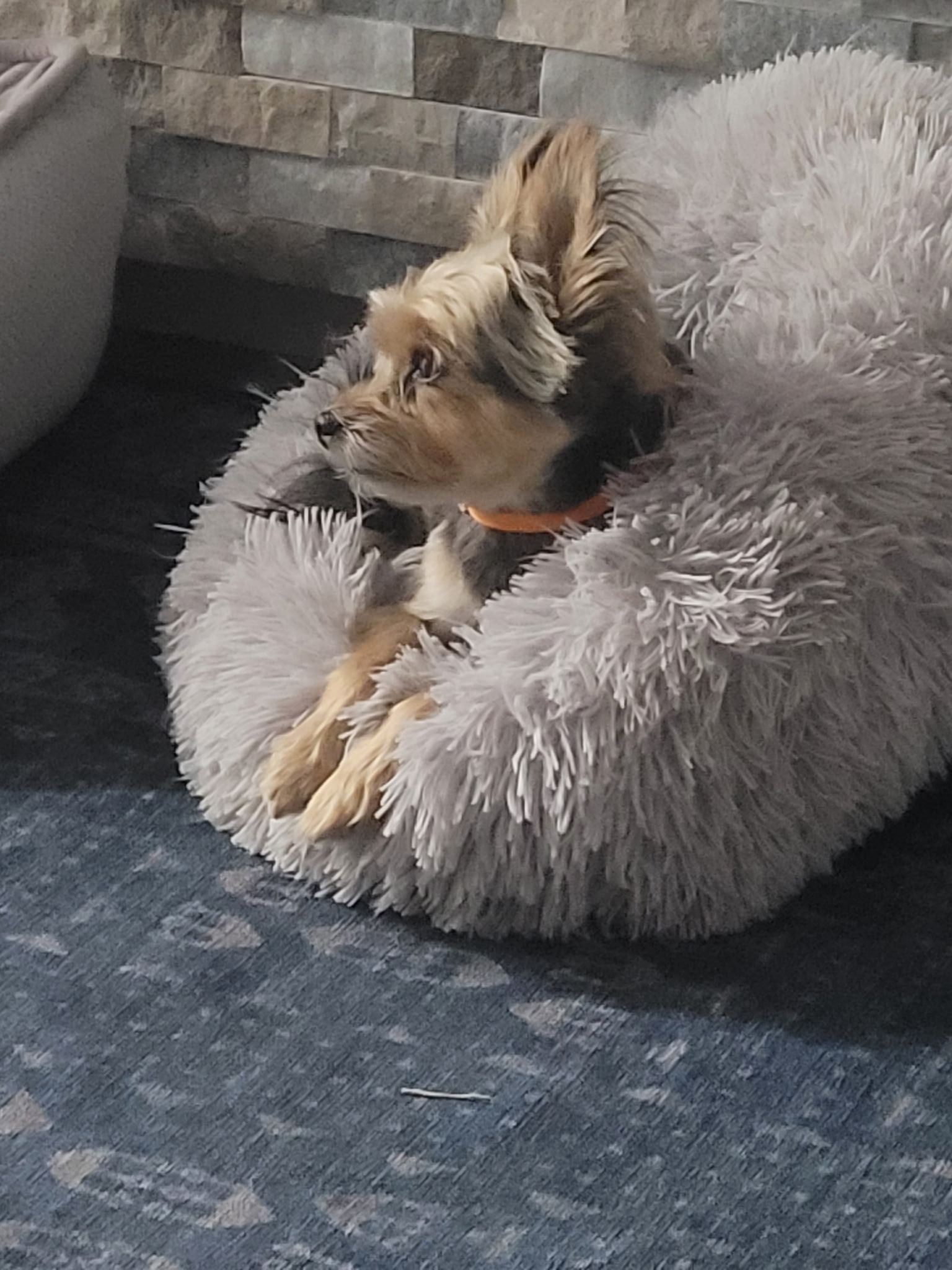 a dog is laying on a dog bed ready for check-in
