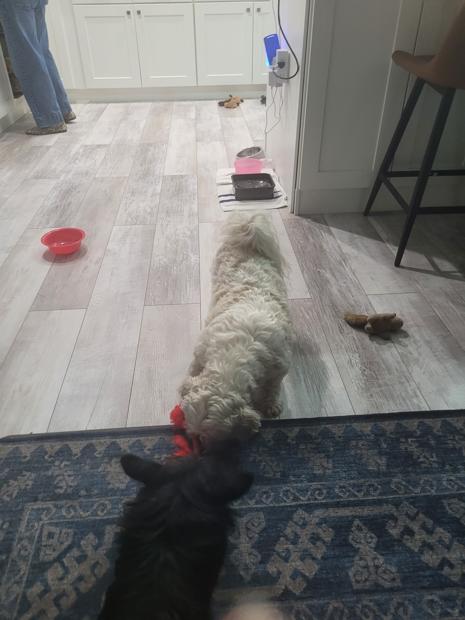 Two Dogs playing during daycare