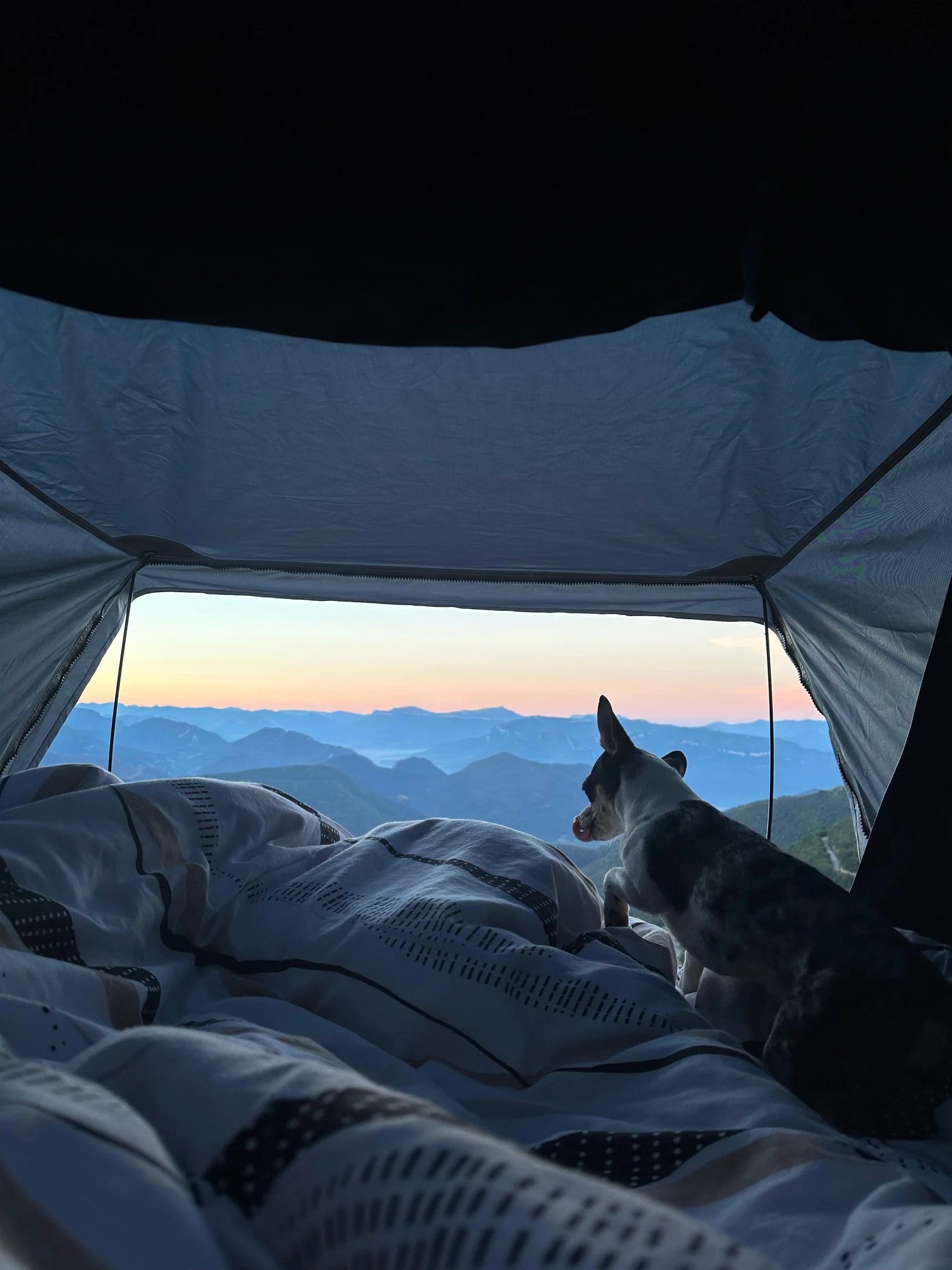 Un petit chien admire un magnifique lever de soleil sur les montagnes depuis l'intérieur d'une tente