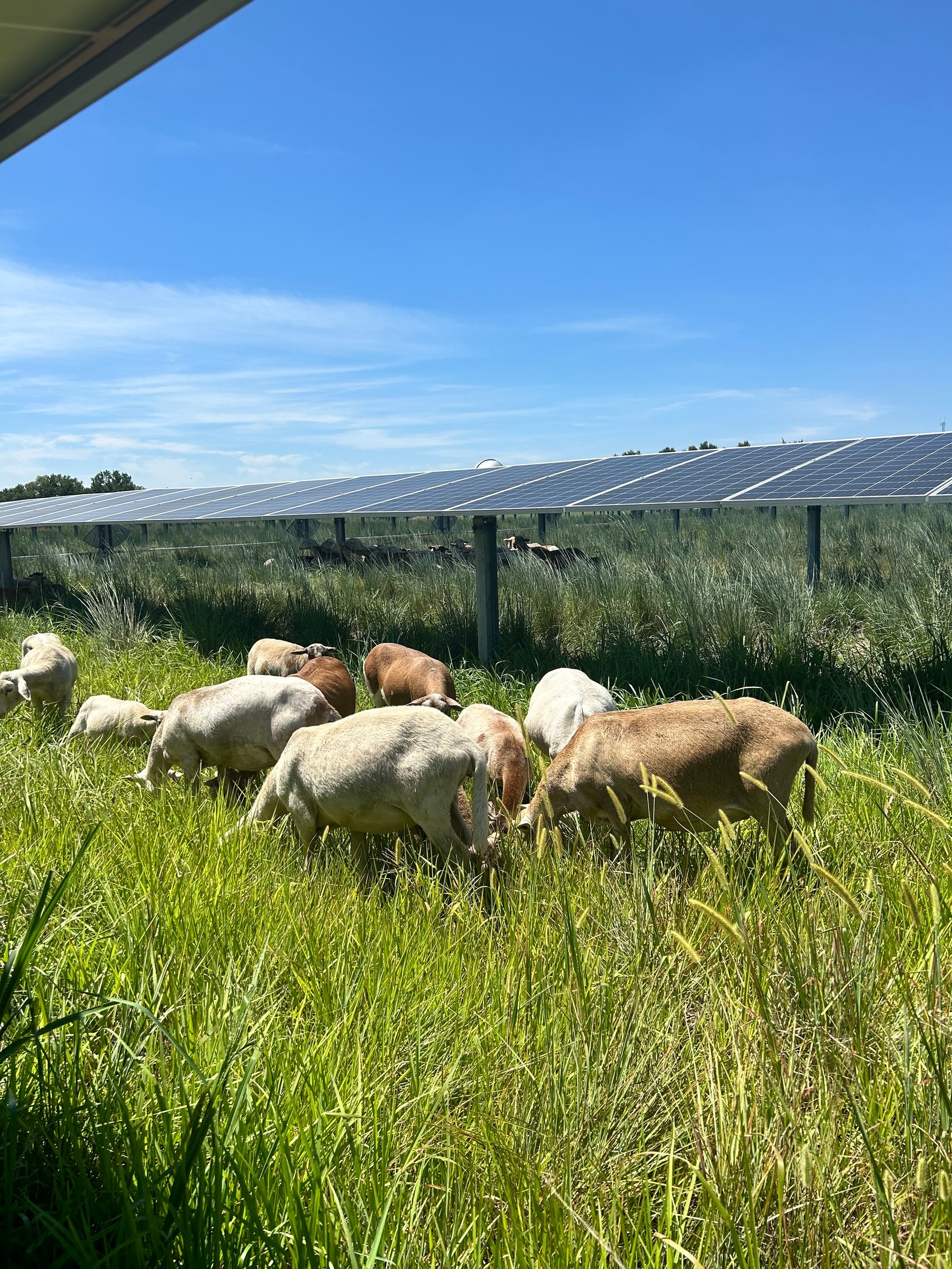 a flock of sheep grazing under solar panels