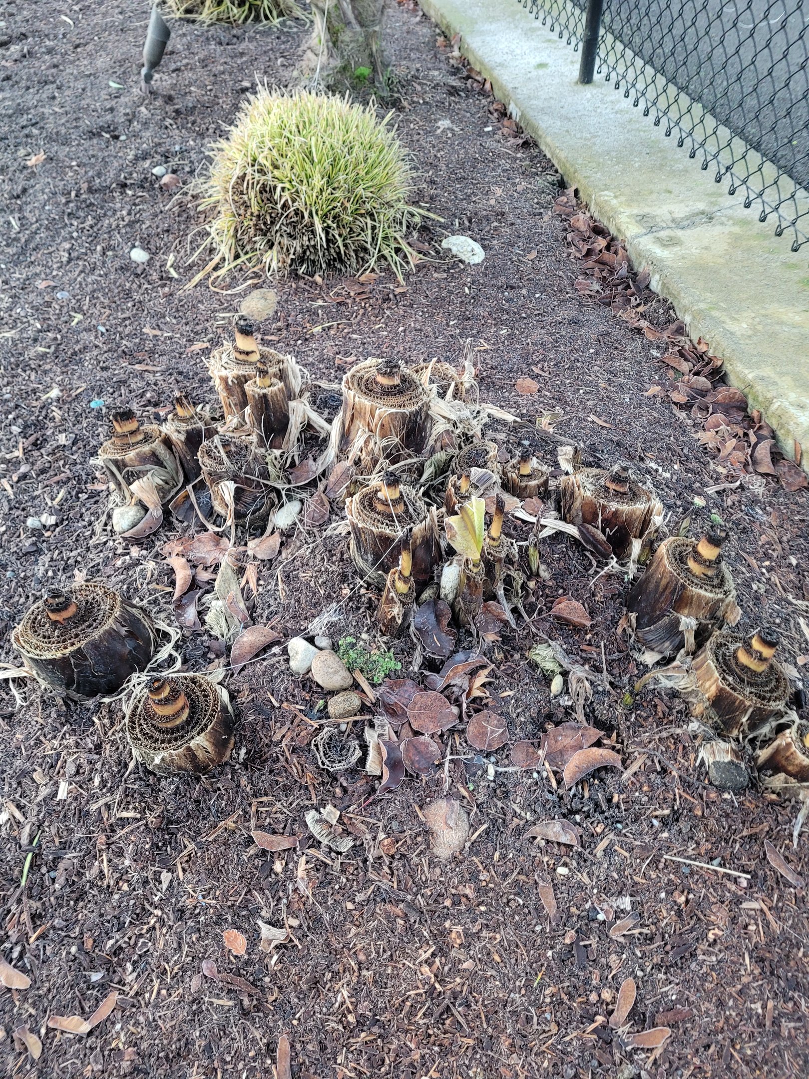 Banana palms ready for winter