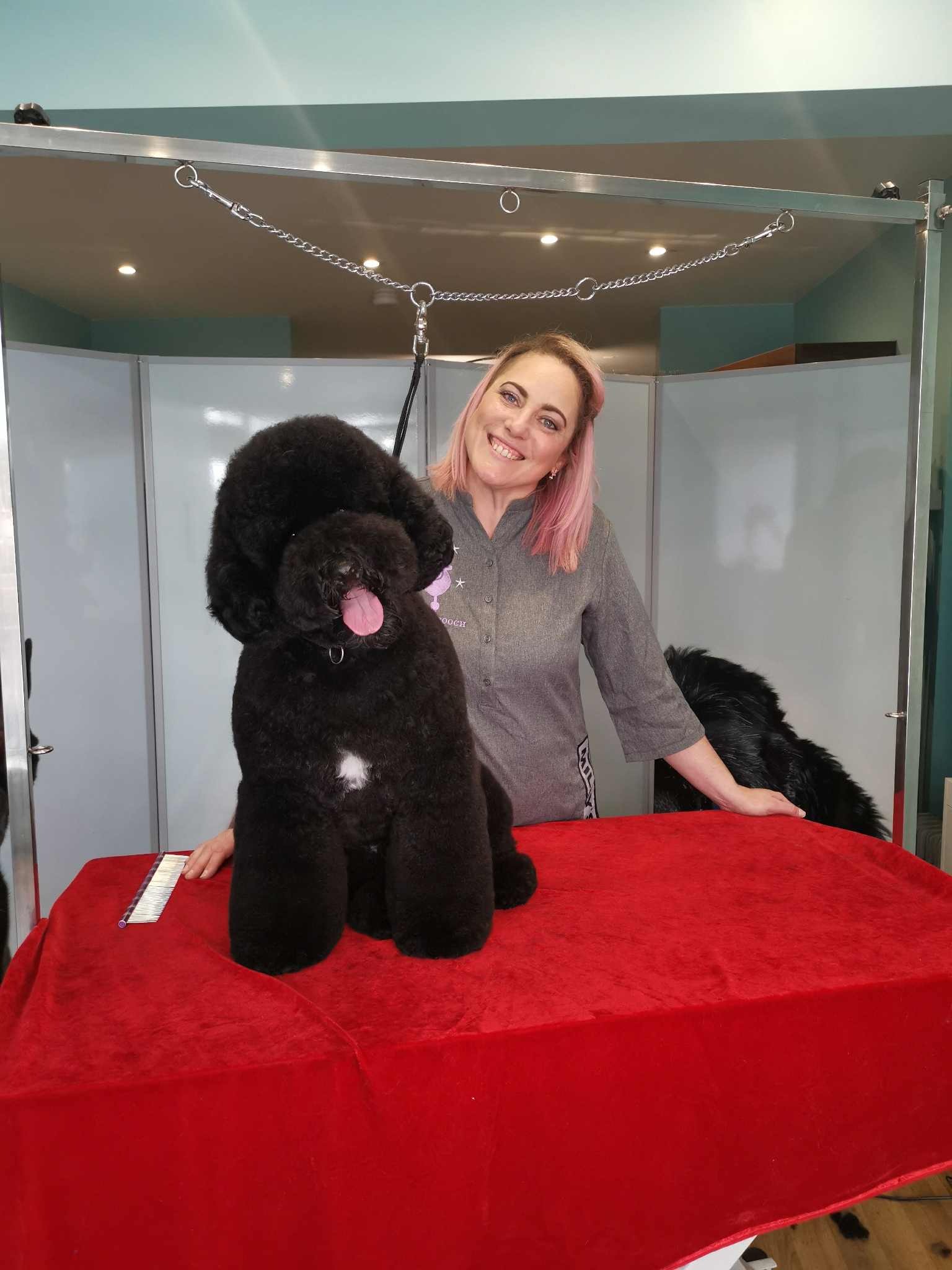 Happy dog groomer, happy dog