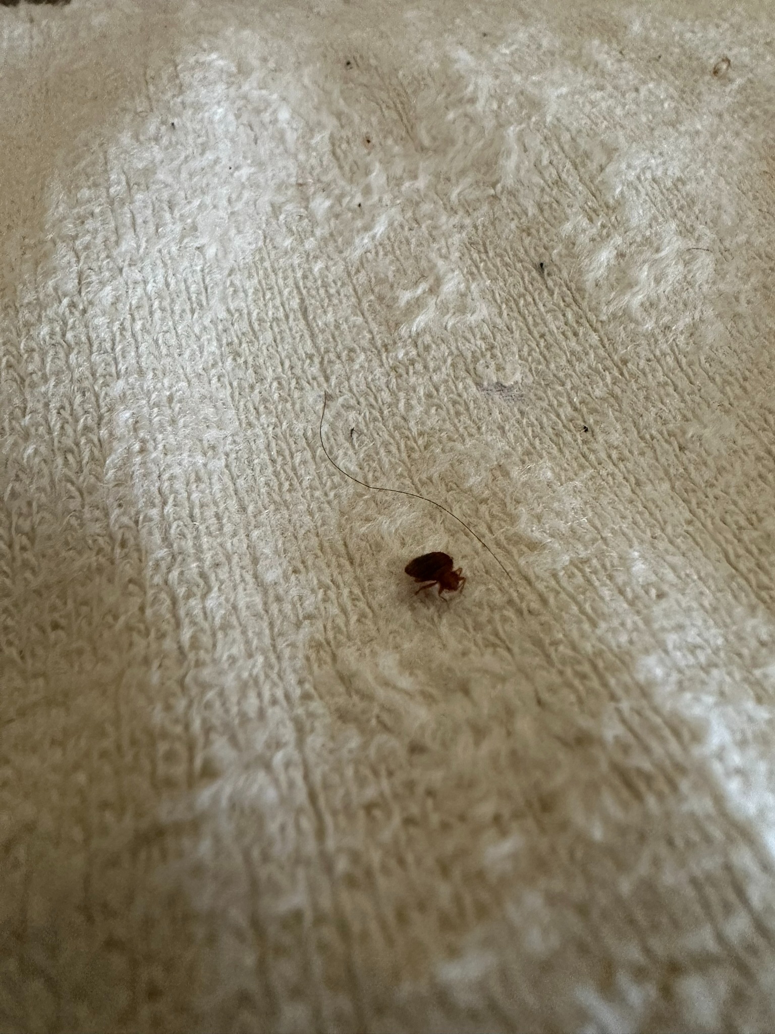 Dezynsekcja śląsk - Zwalczanie pluskwy domowej, pcheł, prusaków, karaluchów, much oraz innych owadów