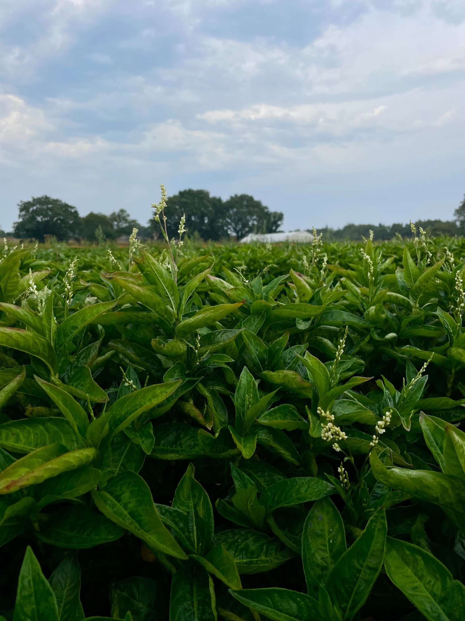 Champ persicaire indigo Bretagne Ker Liviou
