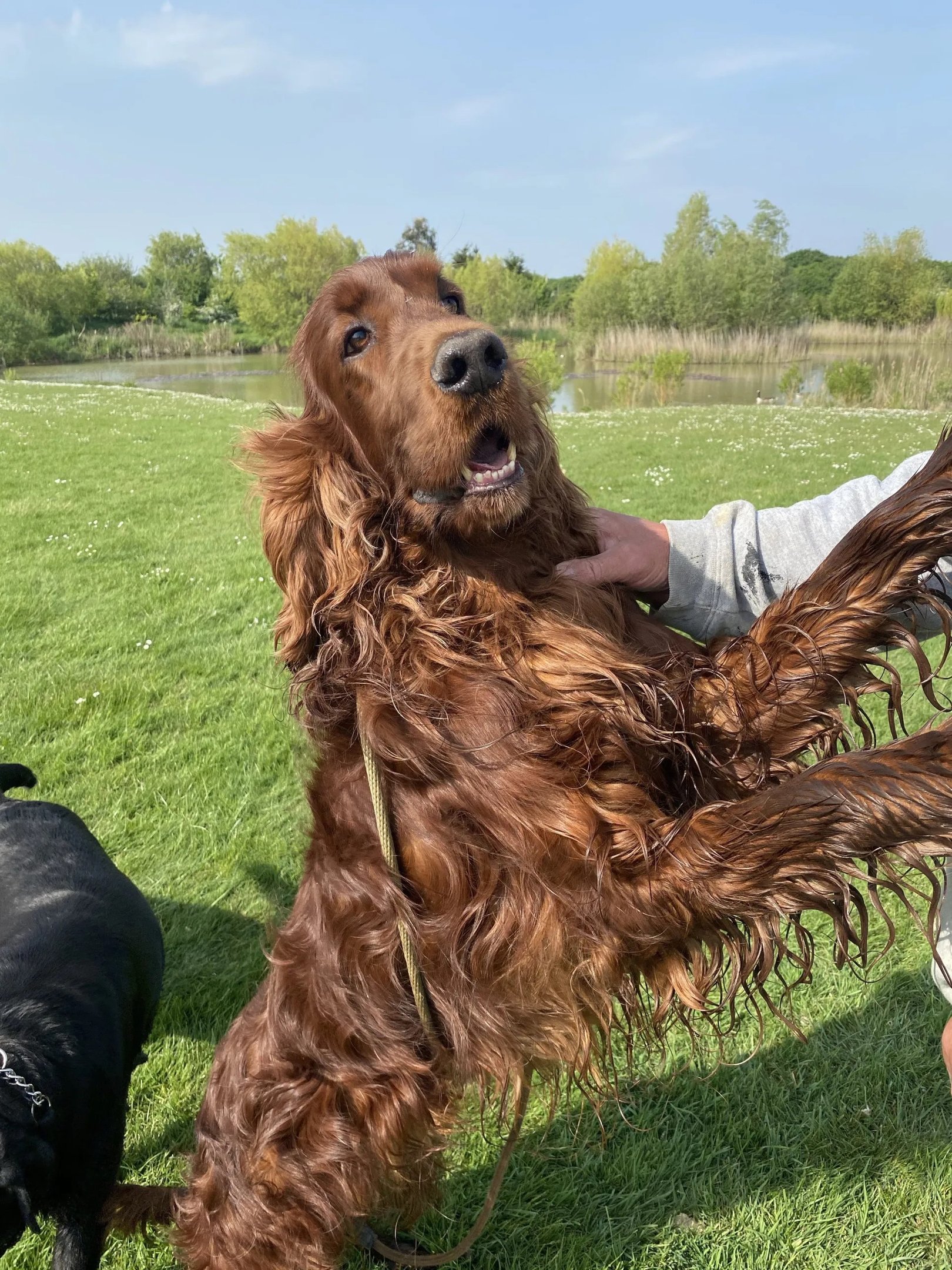 Teddy - Our Irish Setter