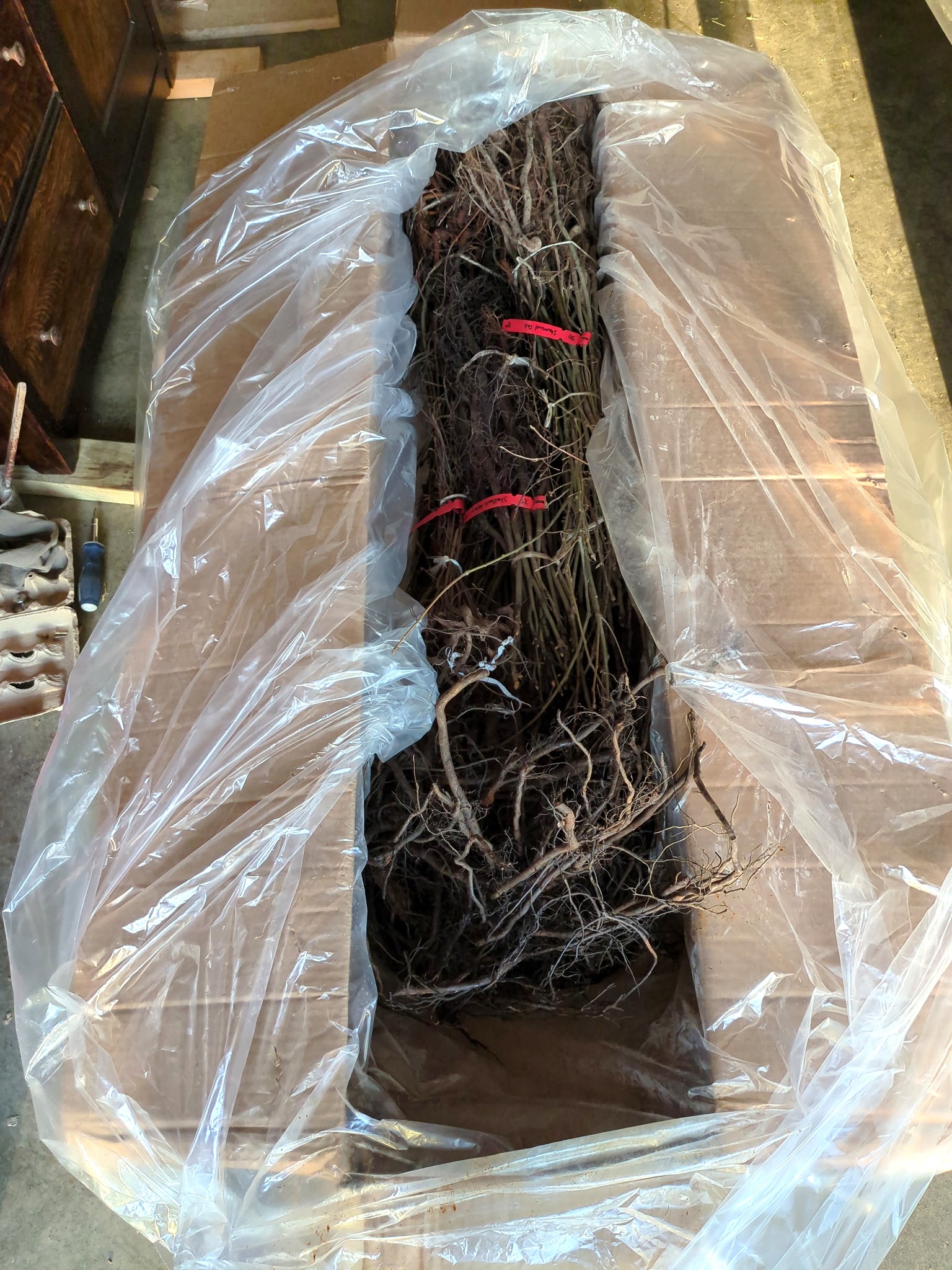 Hundreds of bare root trees in a delivery box