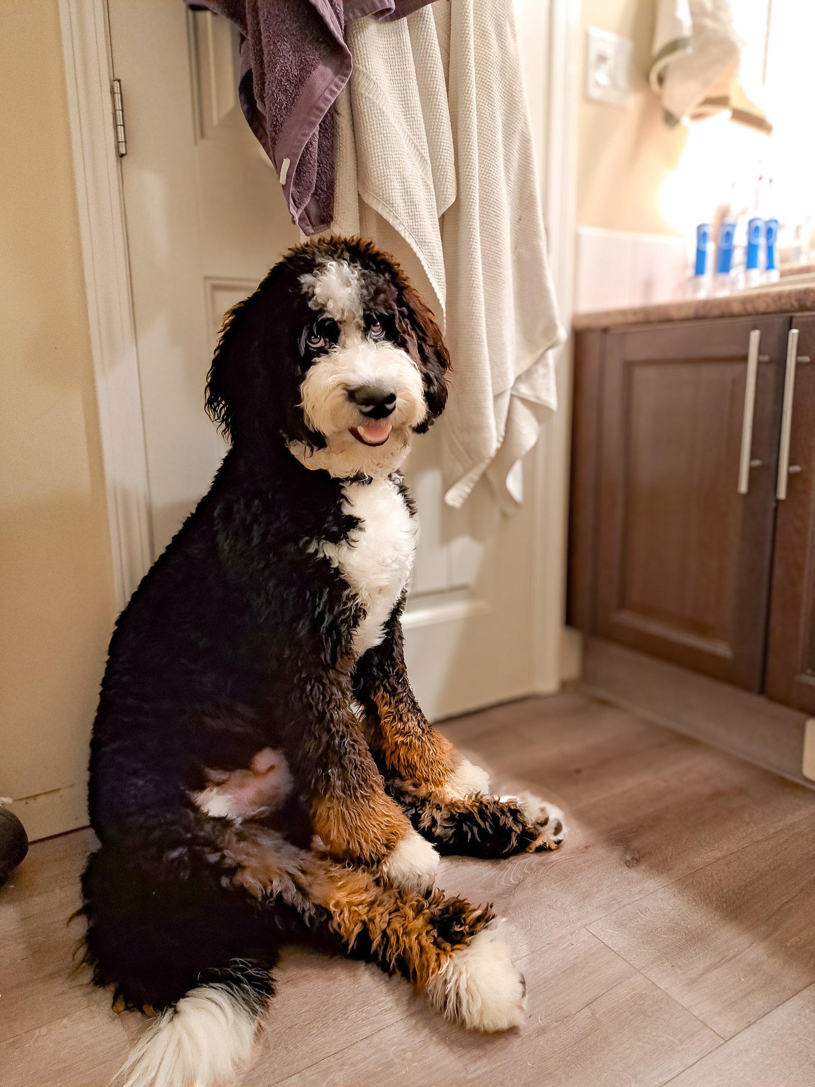 Older Puppy for Rehoming