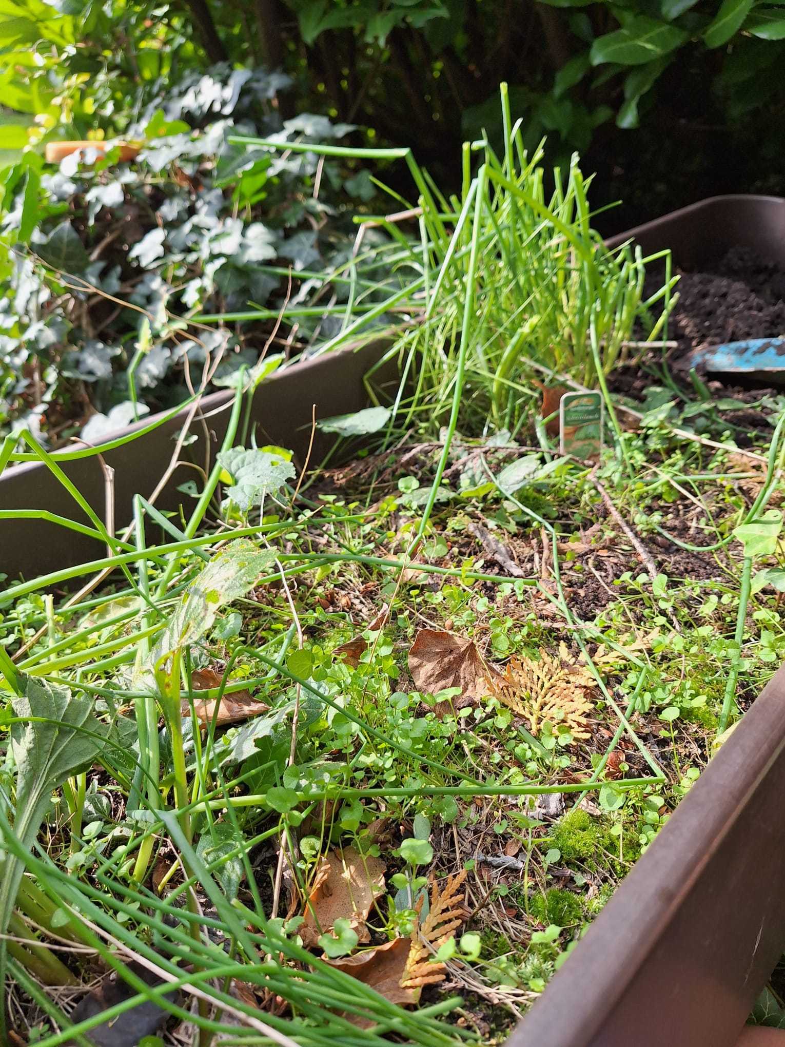 a flower bed full of weeds