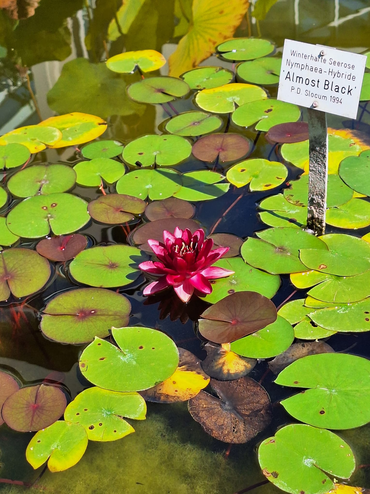 one red-black wter flower