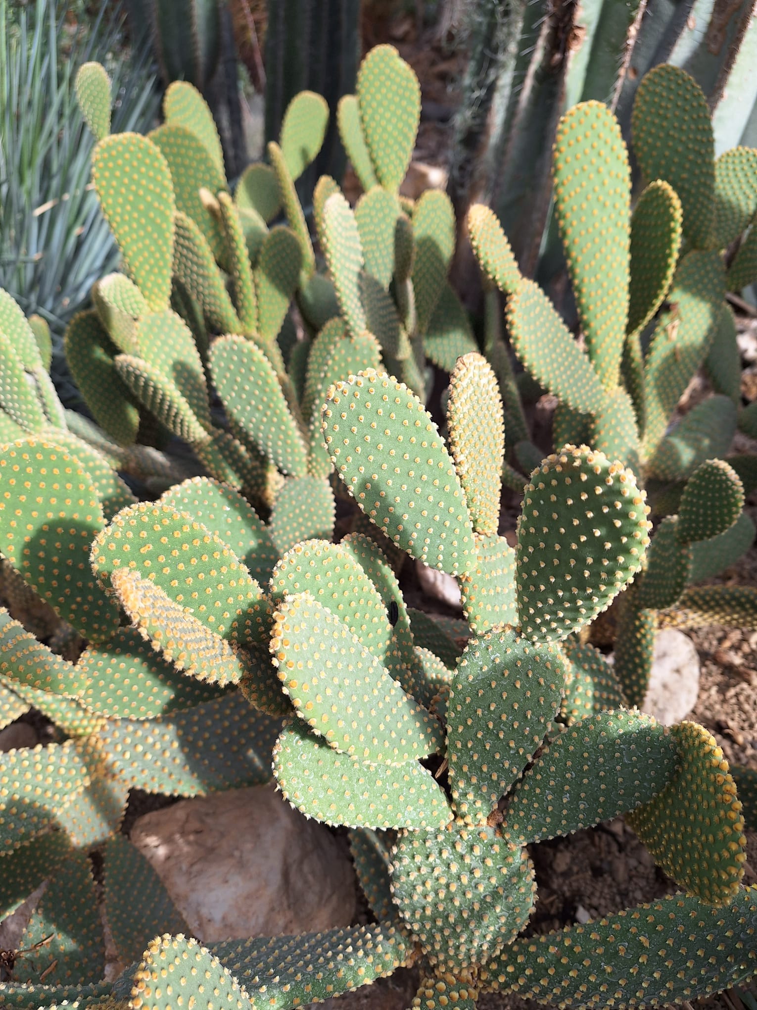 a number of green cactus plants