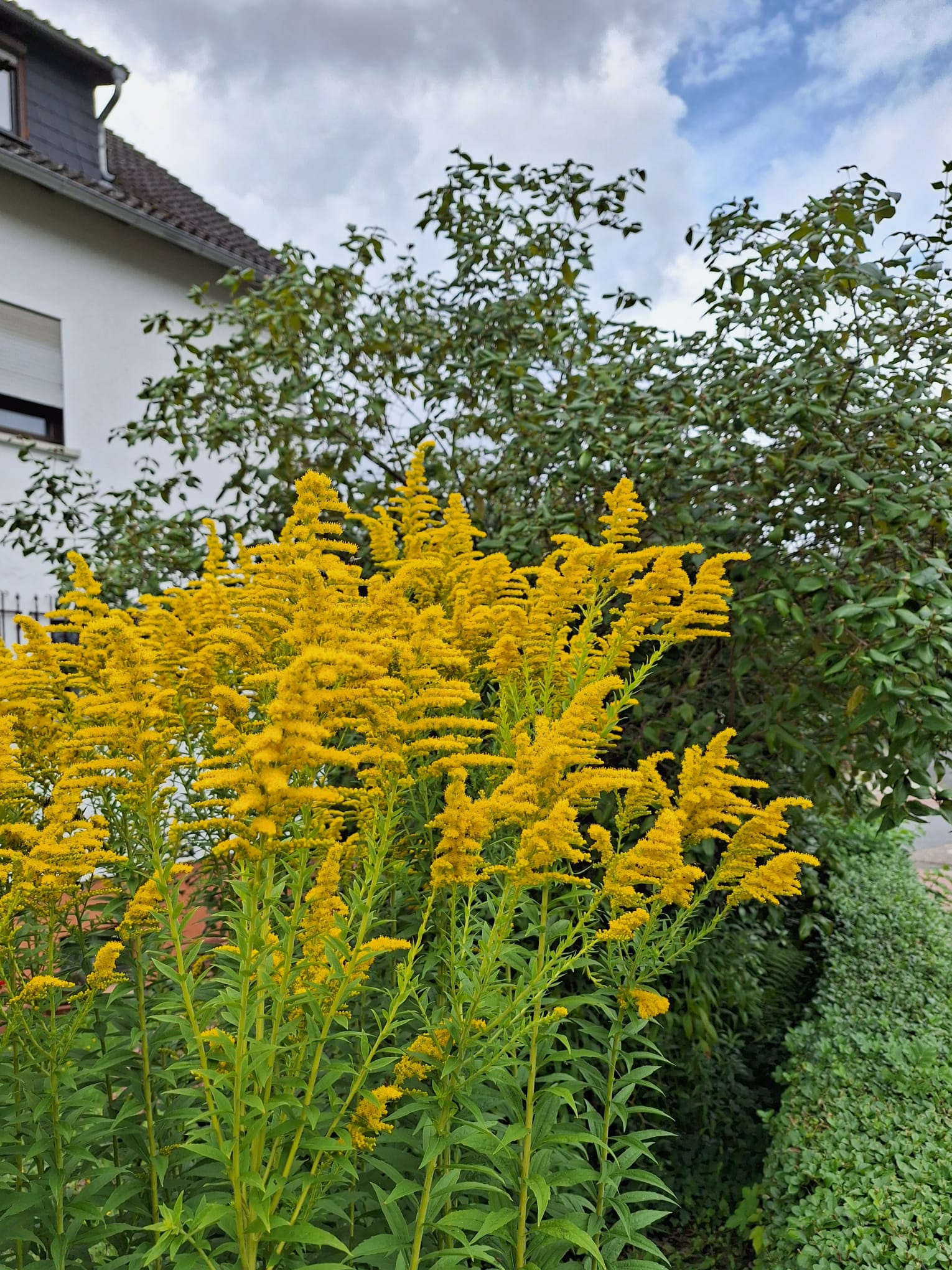 multiple yellow flowering Dwarf Goldenrod plants
