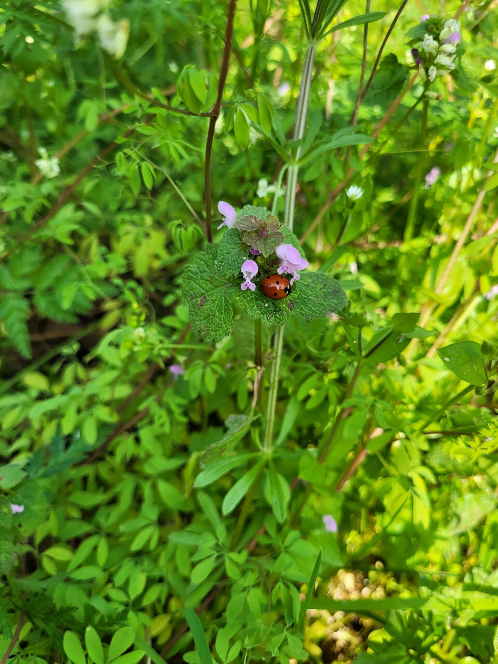  coccinelle sur lamer pourpre Féminin transformation spiritualité