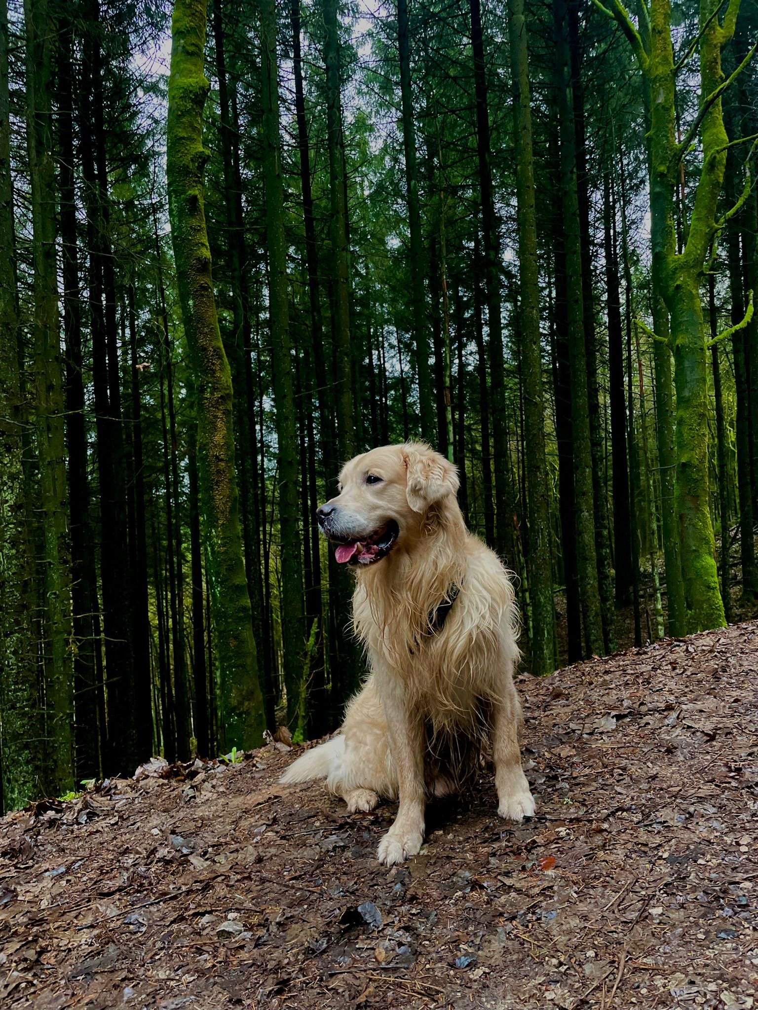 Our beautiful Ziggy that loved the forest and long walks