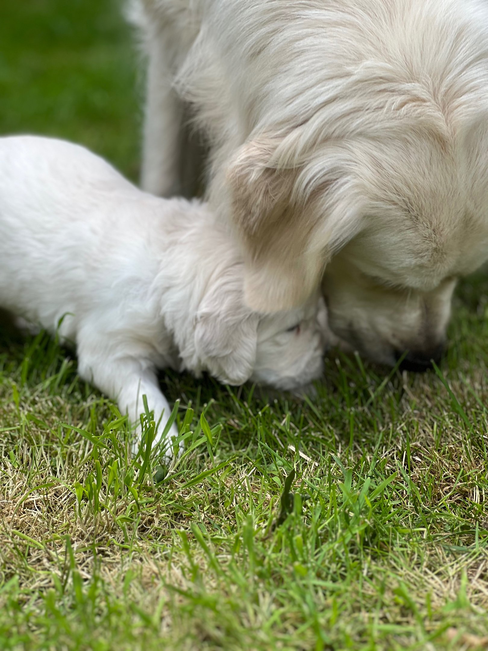 Mummy what is that smell?