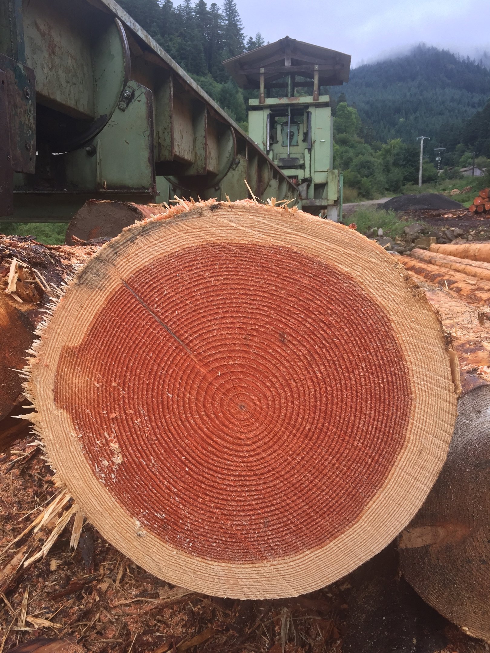 tronc d'arbre de Douglas pour la construction de pergolas bois à Lyon