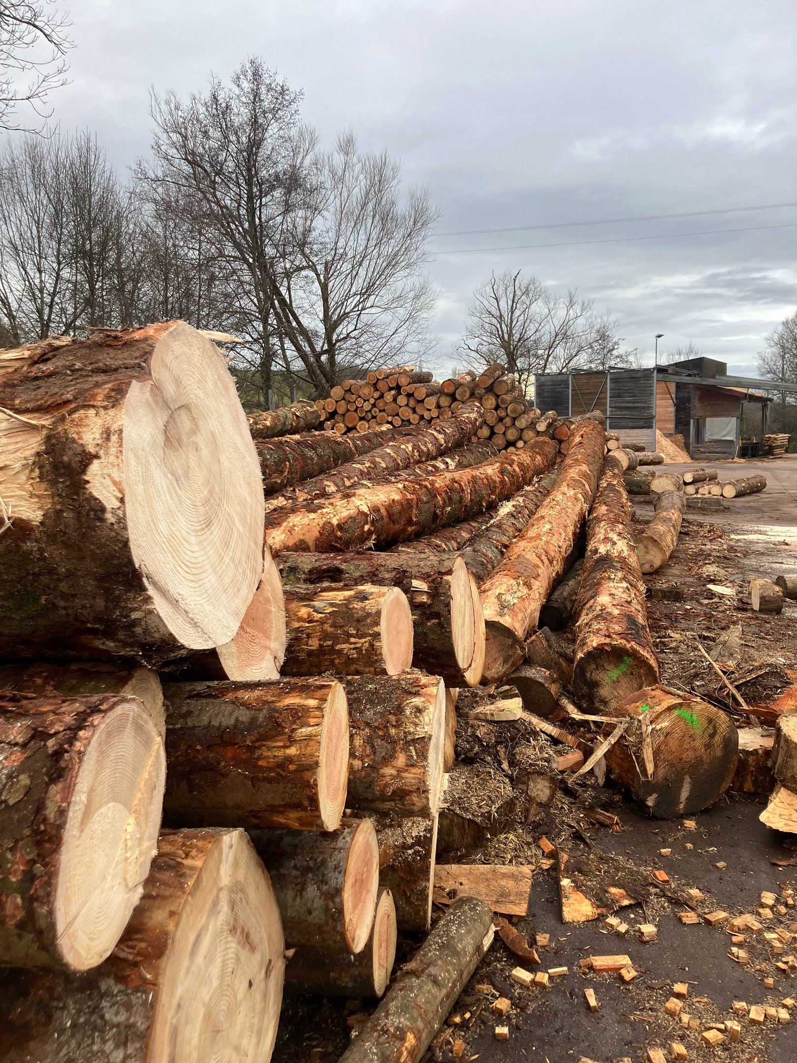 grumes stockées dans une scierie essence de bois Douglas