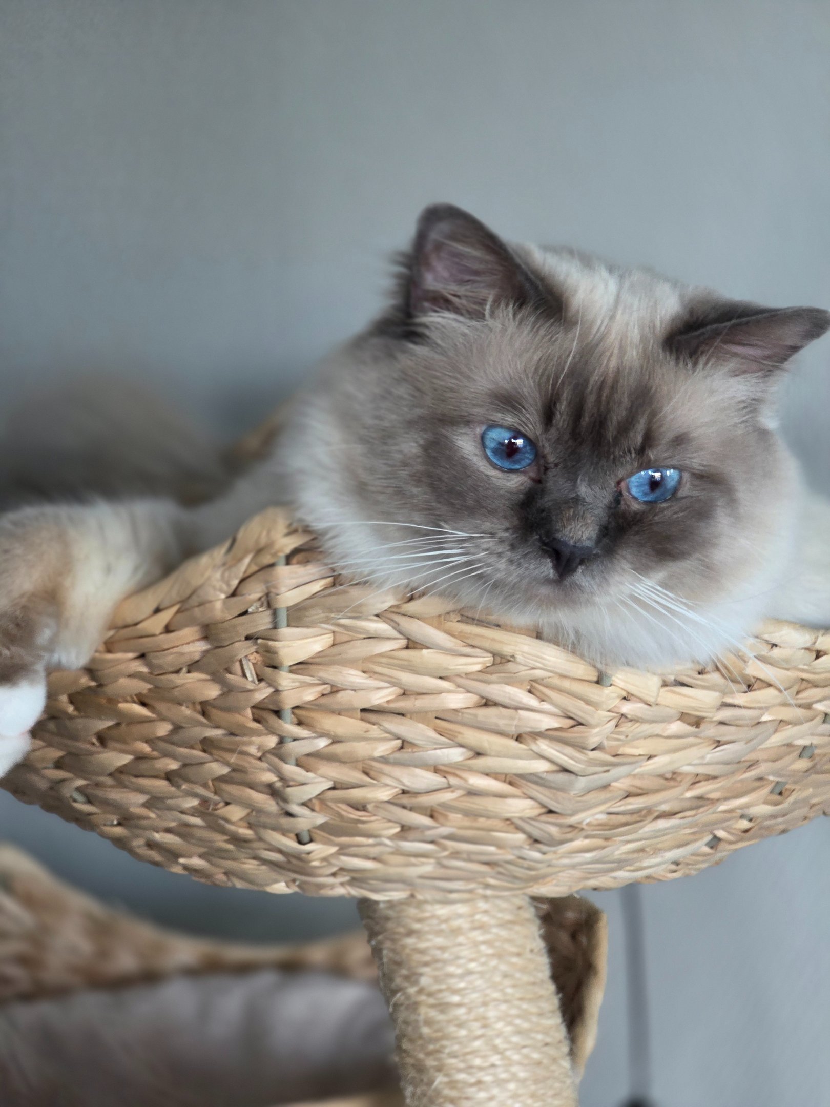 Blåmasket Hellig Birma Hannkatt - Safir