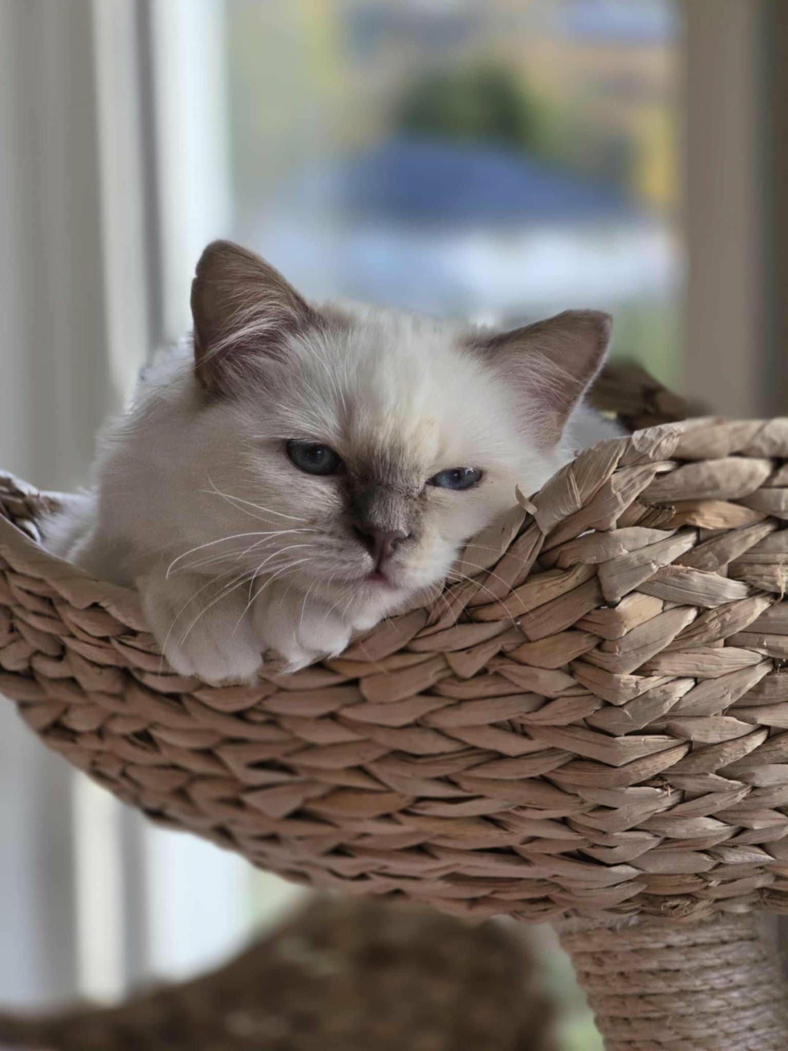 En lillamasket Hellig Birma kattunge som koser seg i kurven sin Gaustatoppens Lavender Grace of May