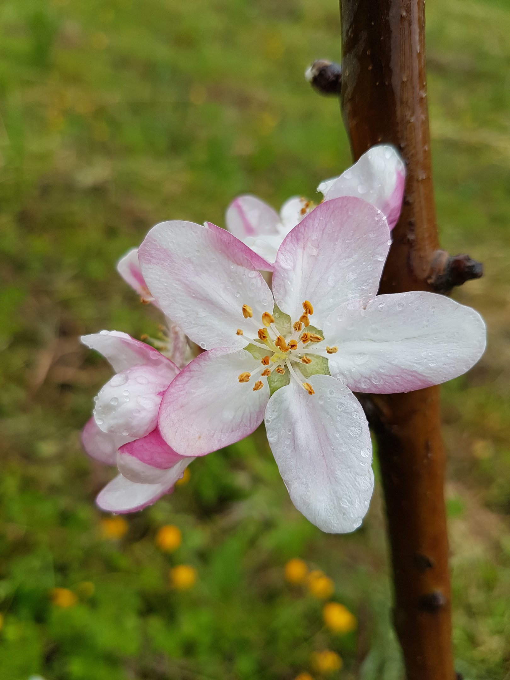flor de manzano
